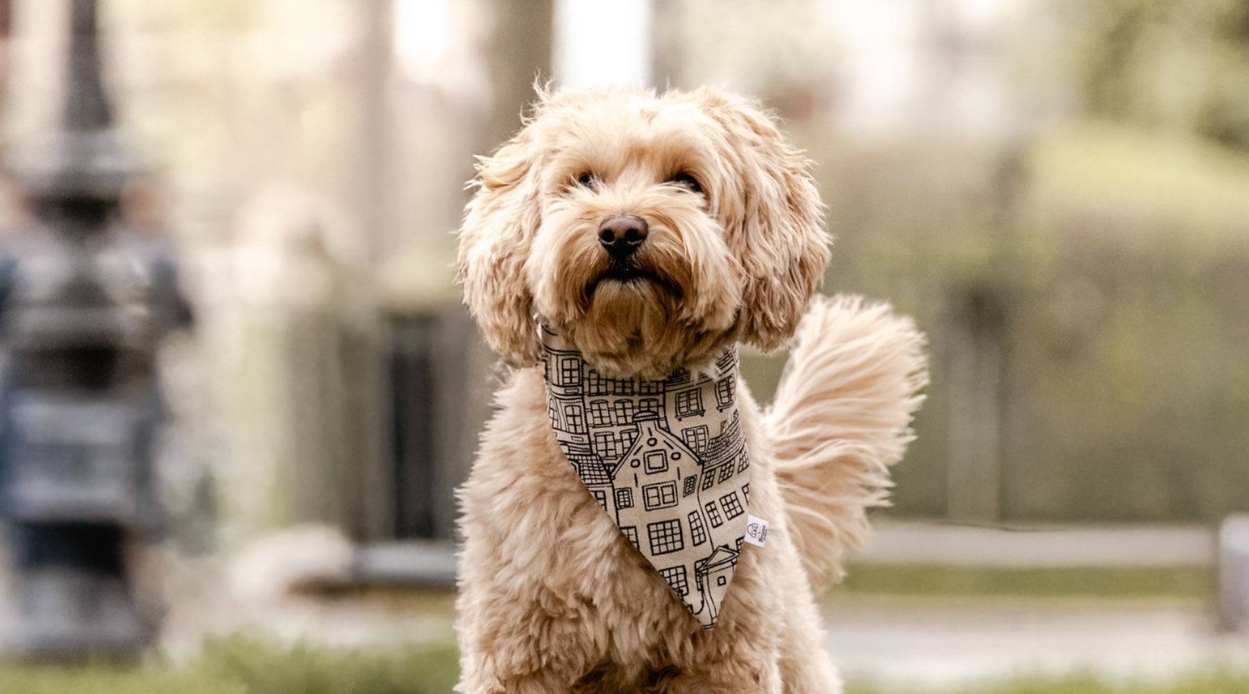 Doodle wearing Amsterdam Bandana in Amsterdam.