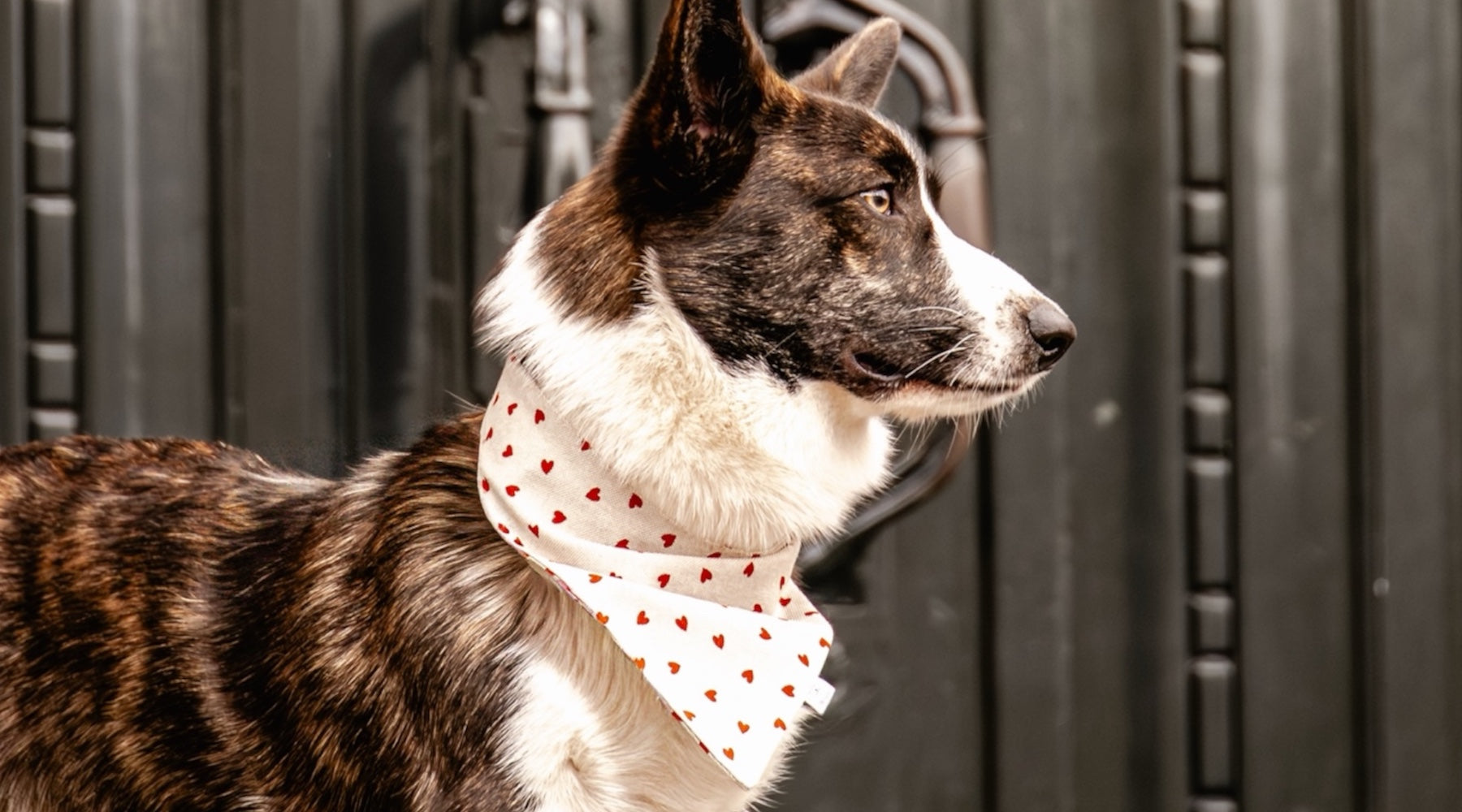 Corgi wearing the Hearts bandana in front of a black door.