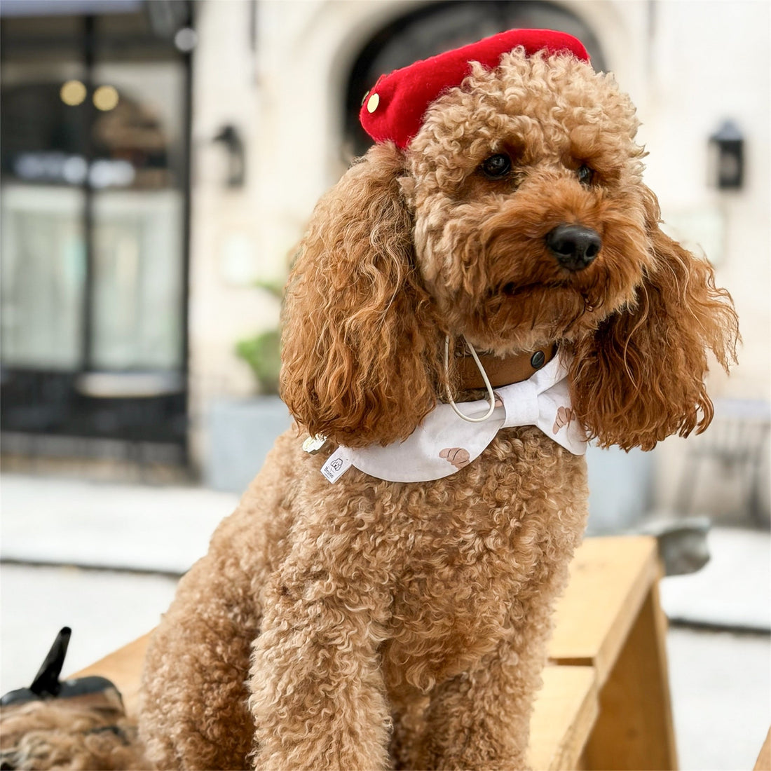 Poodle wearing a bowdana and a red beret in a Parisian street.