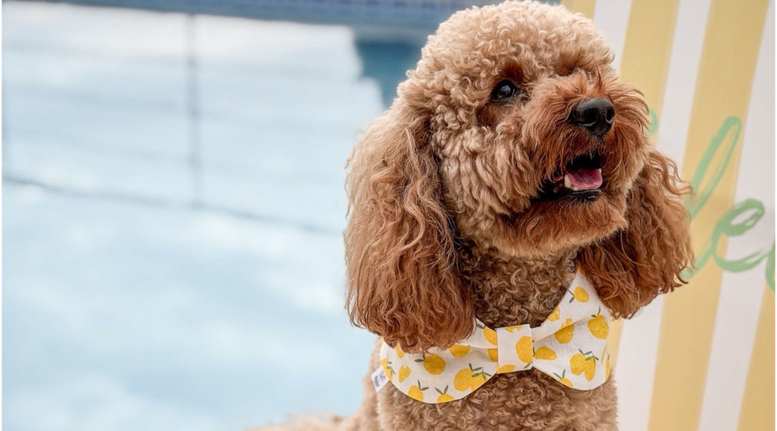 Poodle wearing a dog bow bandana with lemons next to a swimming pool with a glass in front of it.