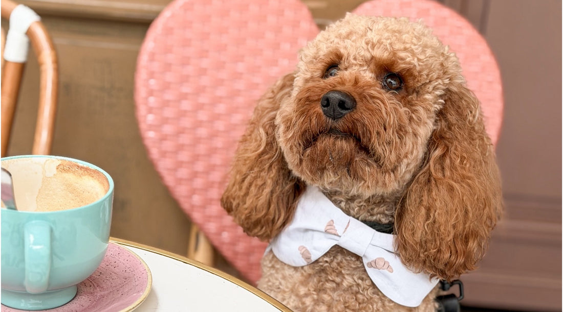A poodle wearing a bowdana in a cafe.