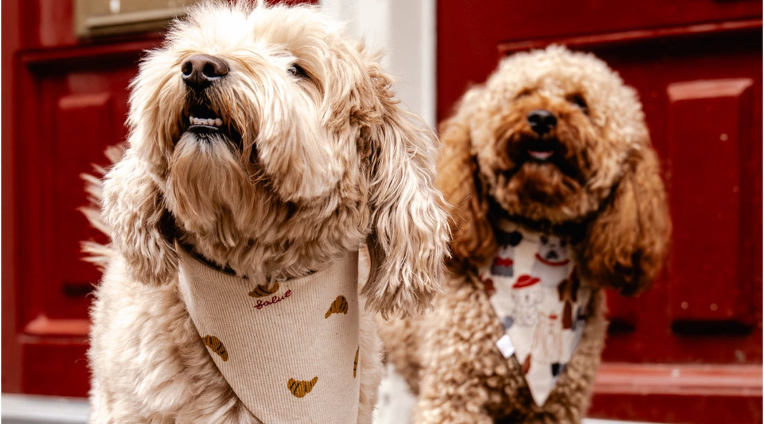 A doodle wearing the croissants bandana and a poodle wearing the cute dogs bandana with a red door in the background