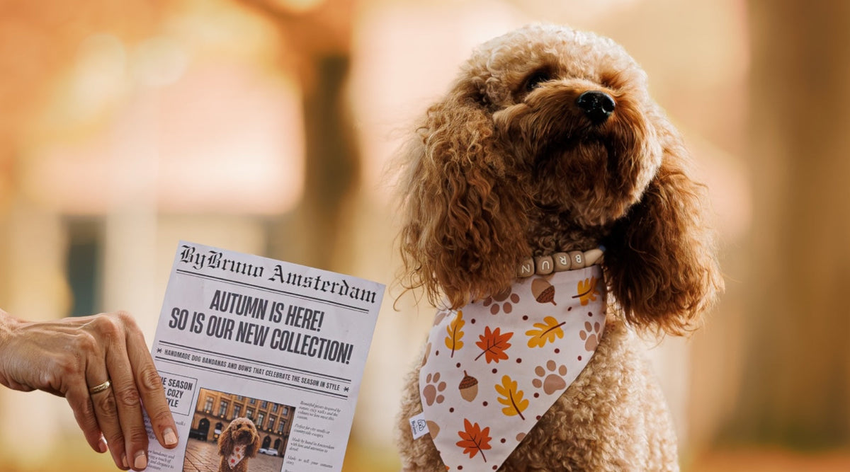 Red poodle wearing an autumn themed bandana with the newspaper next to him that says "Autumn is here! So is our new collection!"