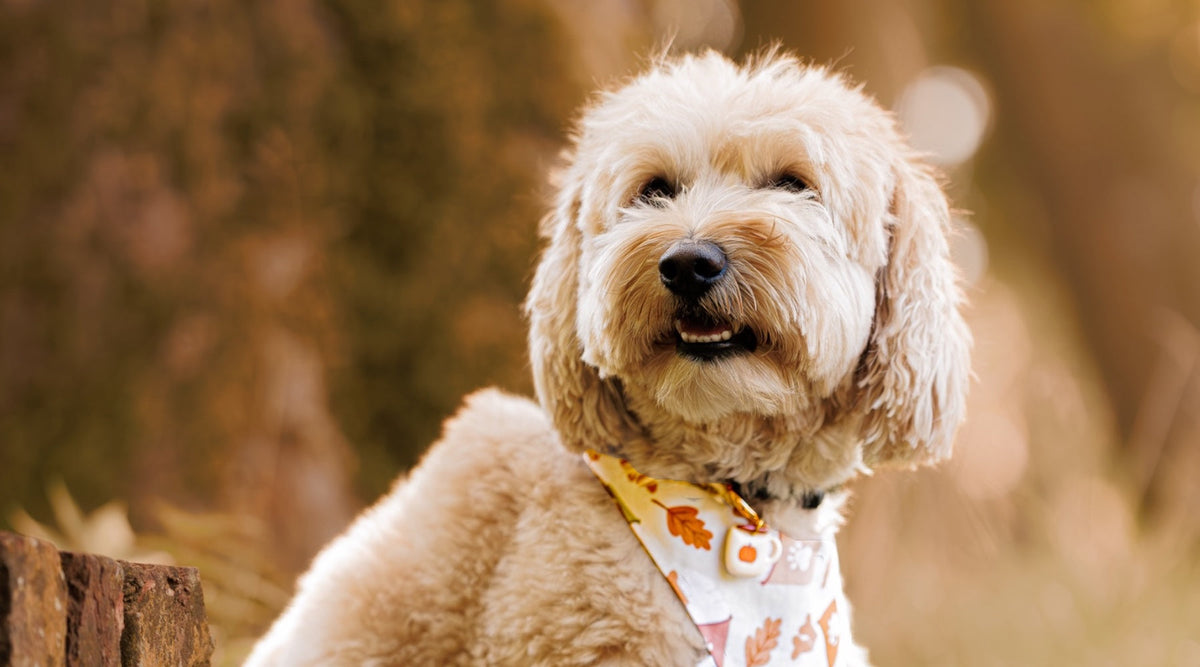 A doodle wearing the Puppuccino Season dog Bandana and Pumpkin Spice Mug Dog Tag 