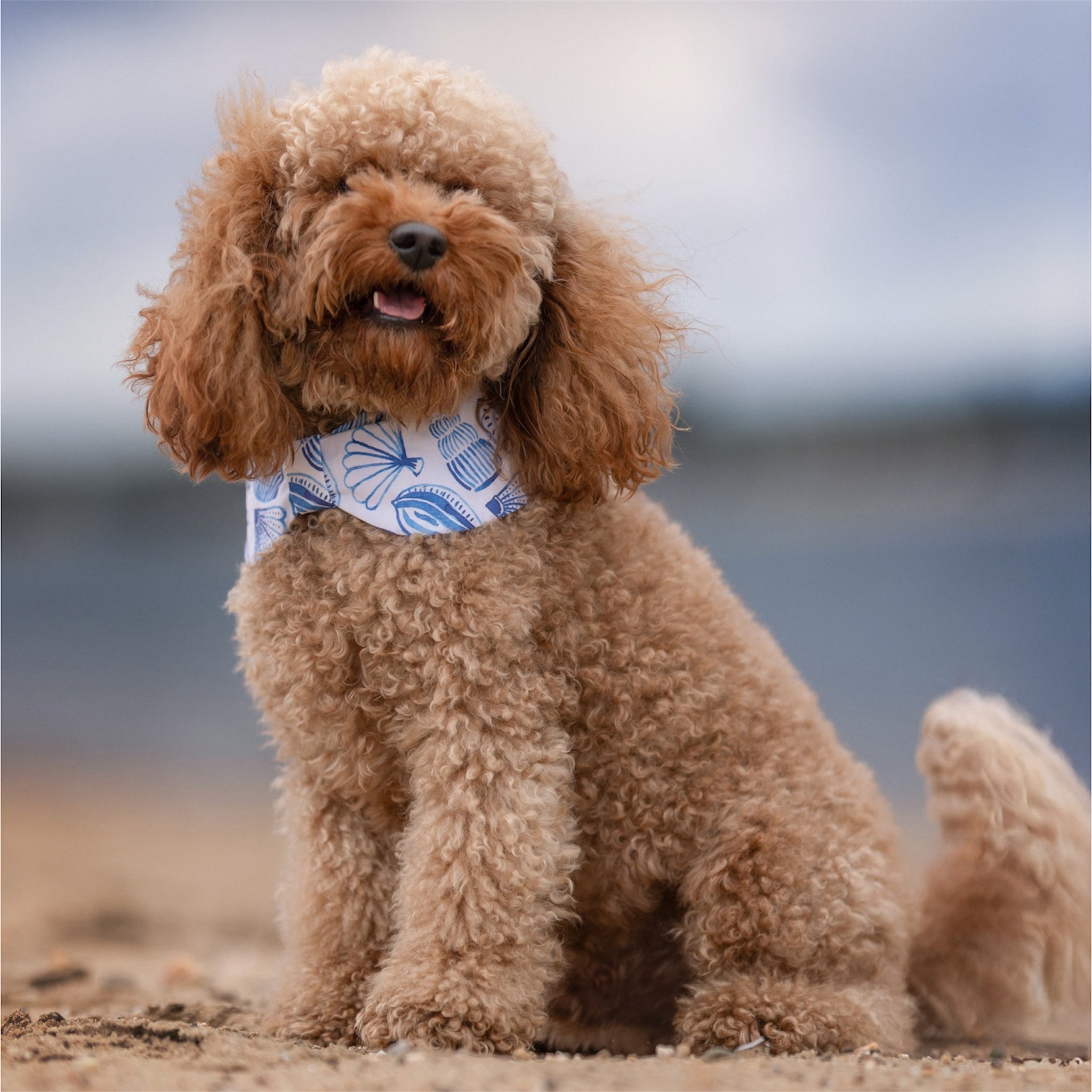 Poodle wearing Seashells Bowdana on a beach.