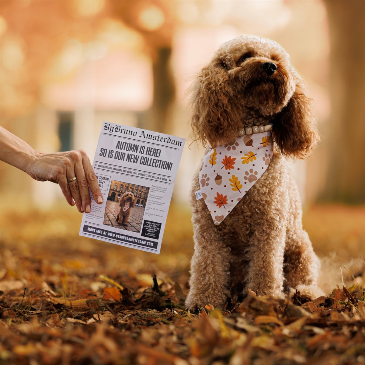 Red poodle wearing an autumn bandana walking on a road with a puddle and trees in the background in an autumn atmosphere.