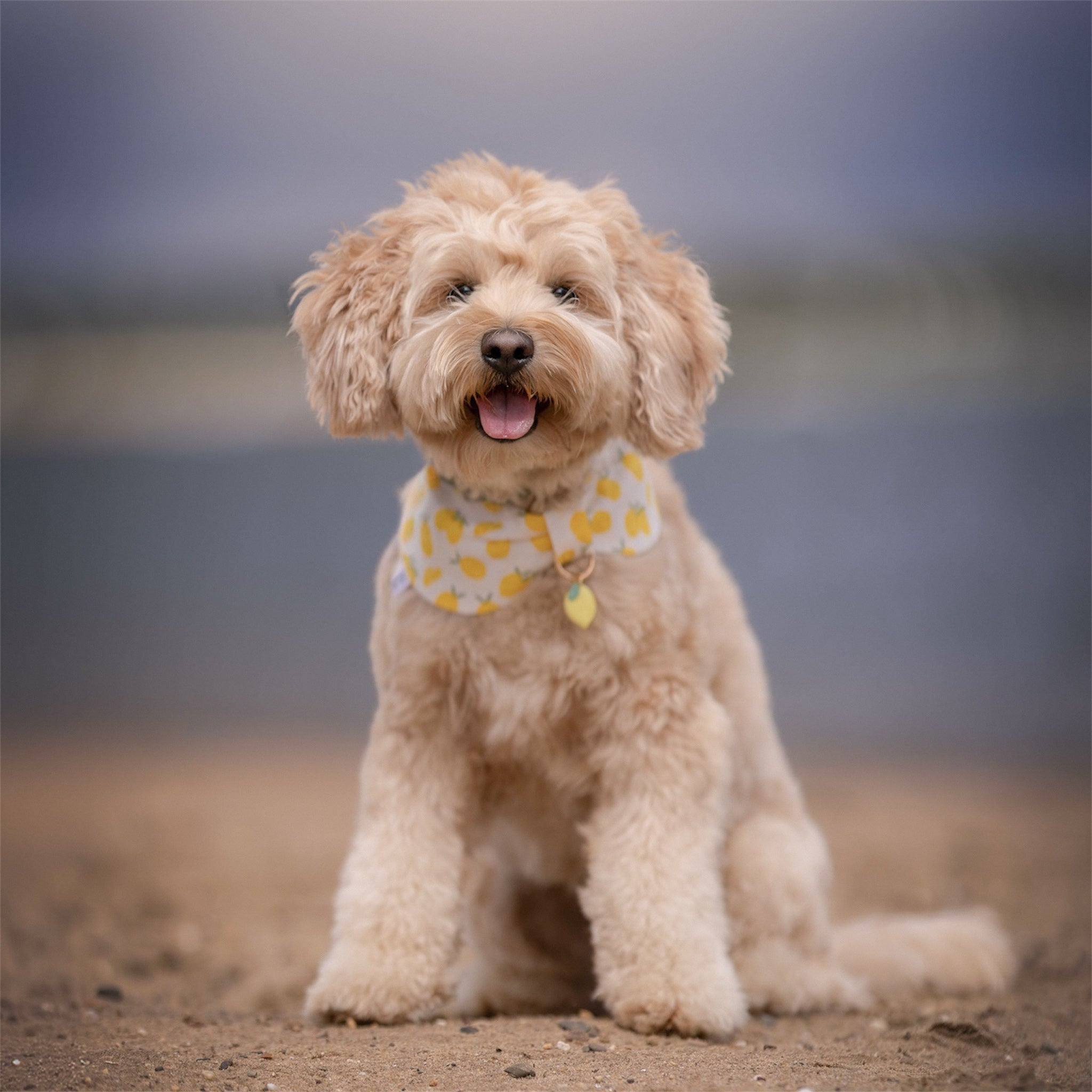 Doodle wearing the Limoncello Bowdana and Amalfi Lemon dog tag sitting on a beach.