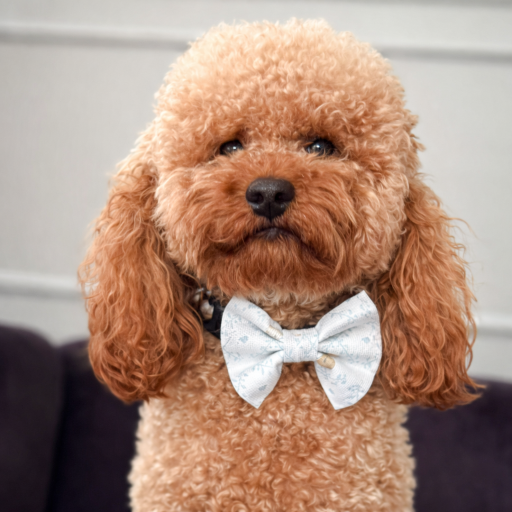 Brown poodle wearing a white Easter dog bow sitting on a couch.
