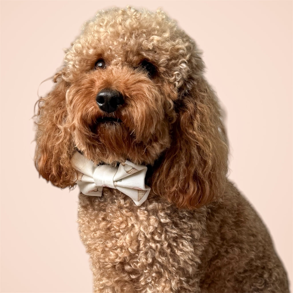 Brown poodle wearing a beige bow tie Gelato al sole with pastel ice creams on a beige background.