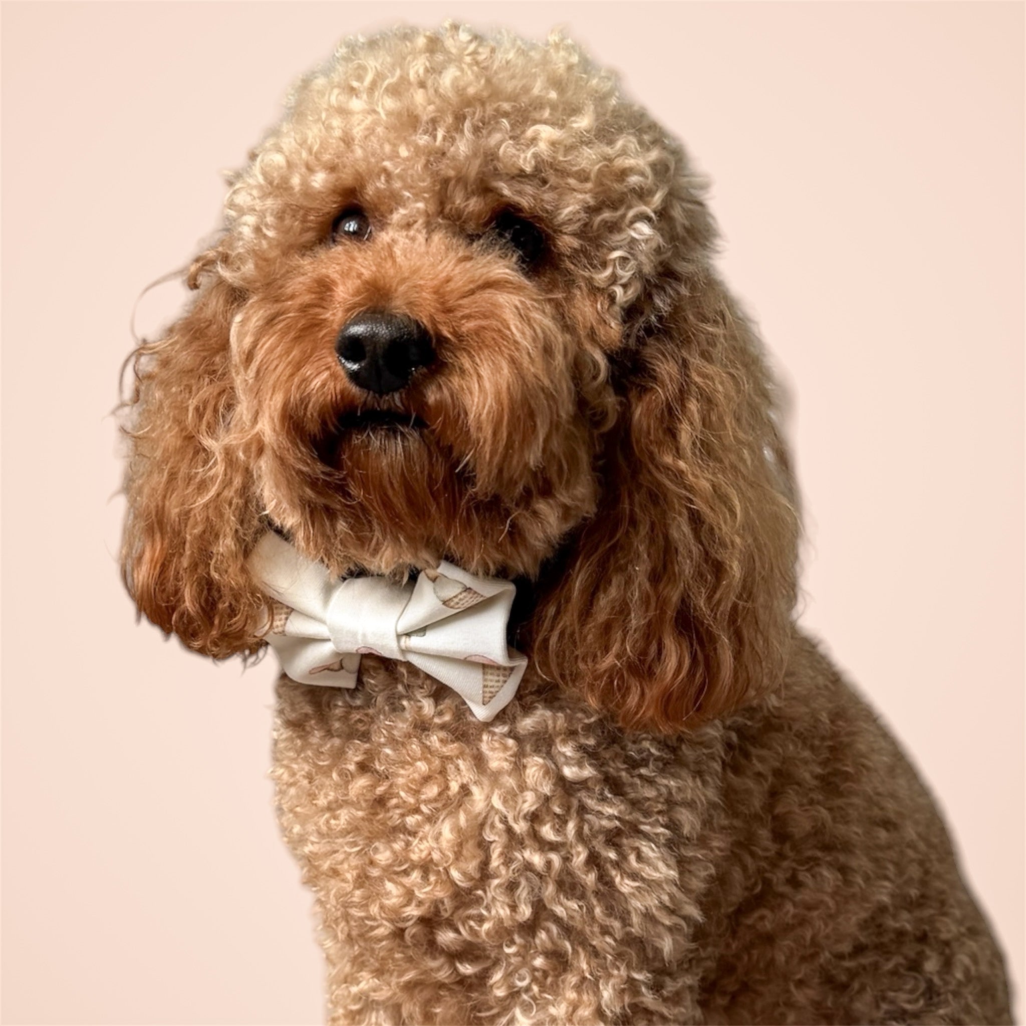 Brown poodle wearing a beige bow tie Gelato al sole with pastel ice creams on a beige background.