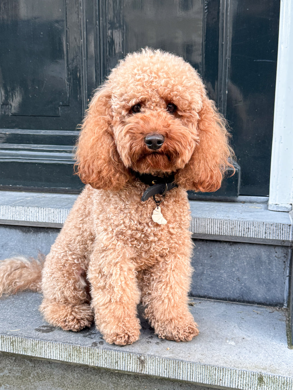 Croissant Dog Tag