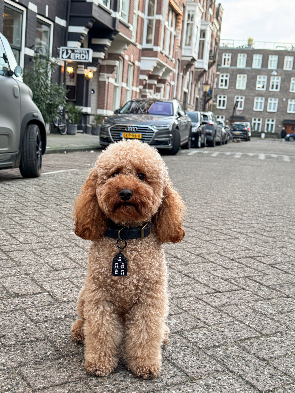 Brown dog standing on a street with cars and buildings in the background wearing the Amsterdam house dog tag.