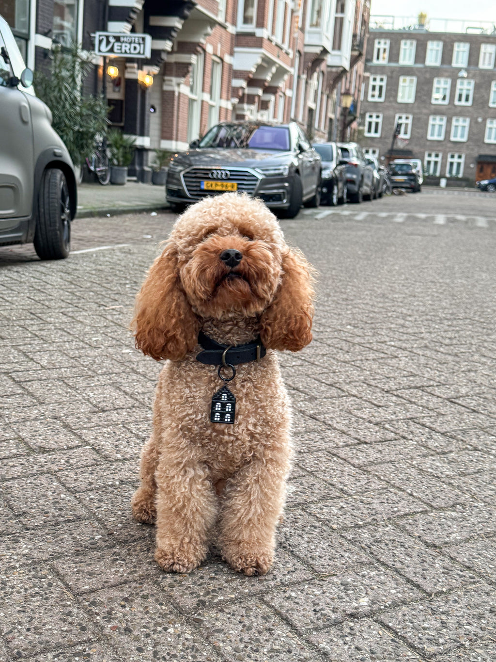 Brown dog standing on a street with cars and buildings in the background wearing the Amsterdam house dog tag.