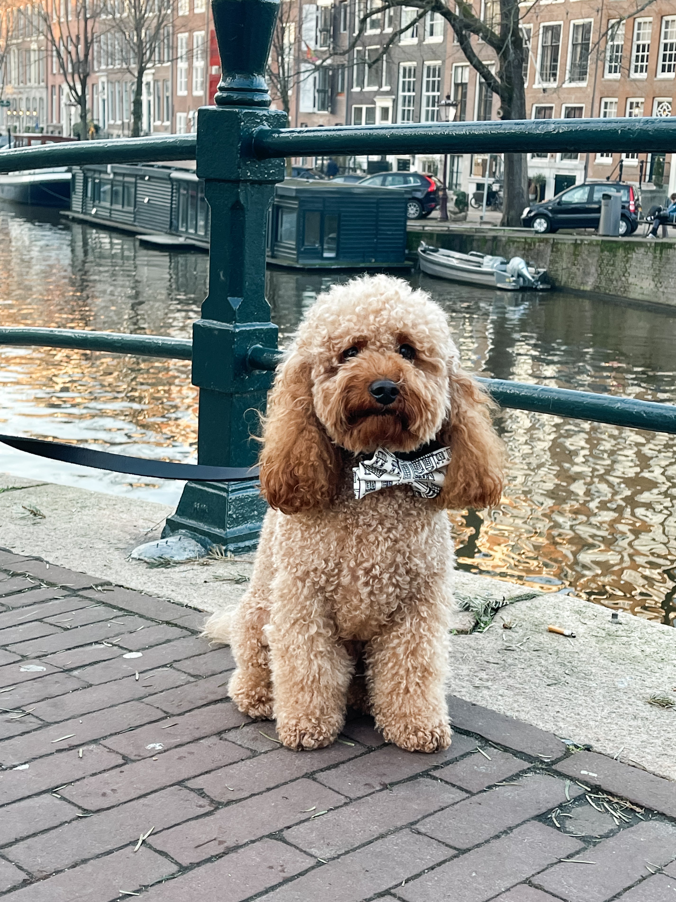 A poodle wearing the Amsterdam Canal Houses Bow in Amsterdam.