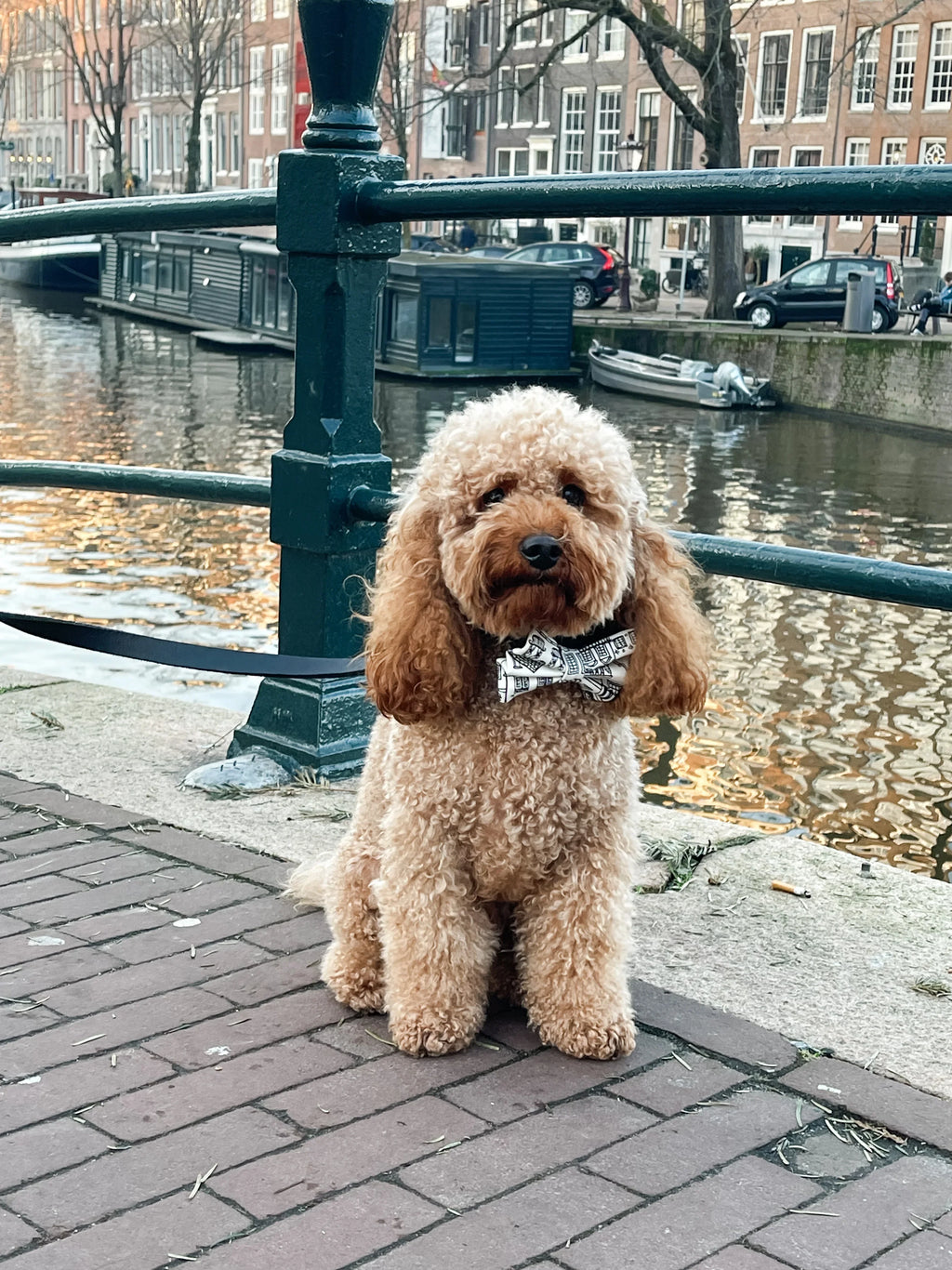 Curly haired dog wearing a patterned bandana sitting by an Amsterdam canal with houseboats