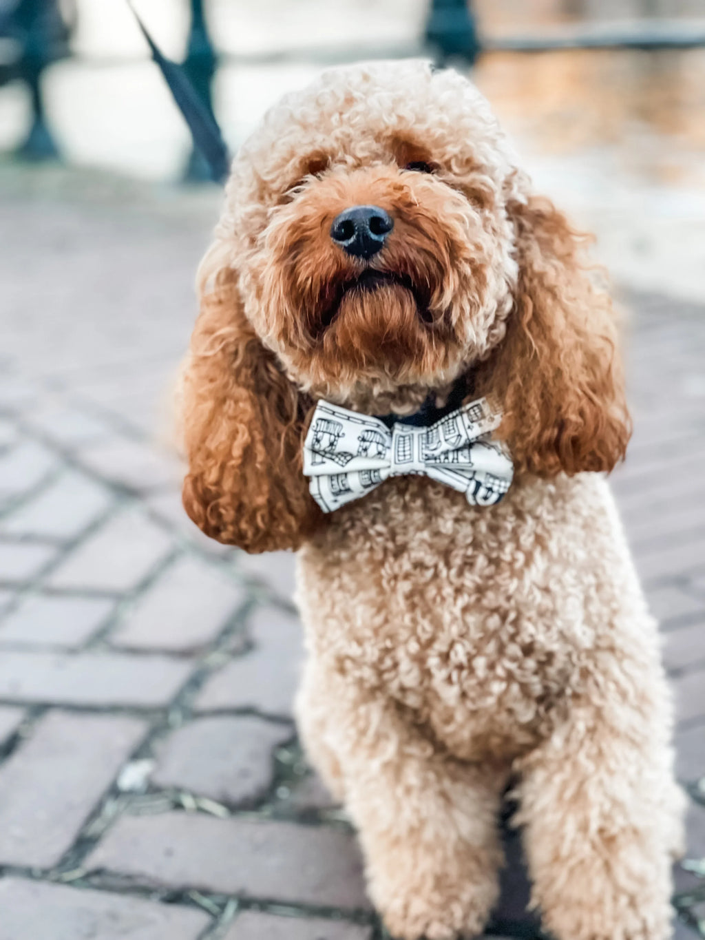Curly-haired dog wearing a handmade patterned bow tie on a brick walkway near water.