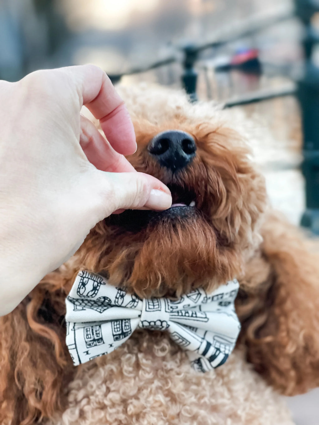 Curly-haired dog wearing a handmade bow tie, receiving a treat outdoors.