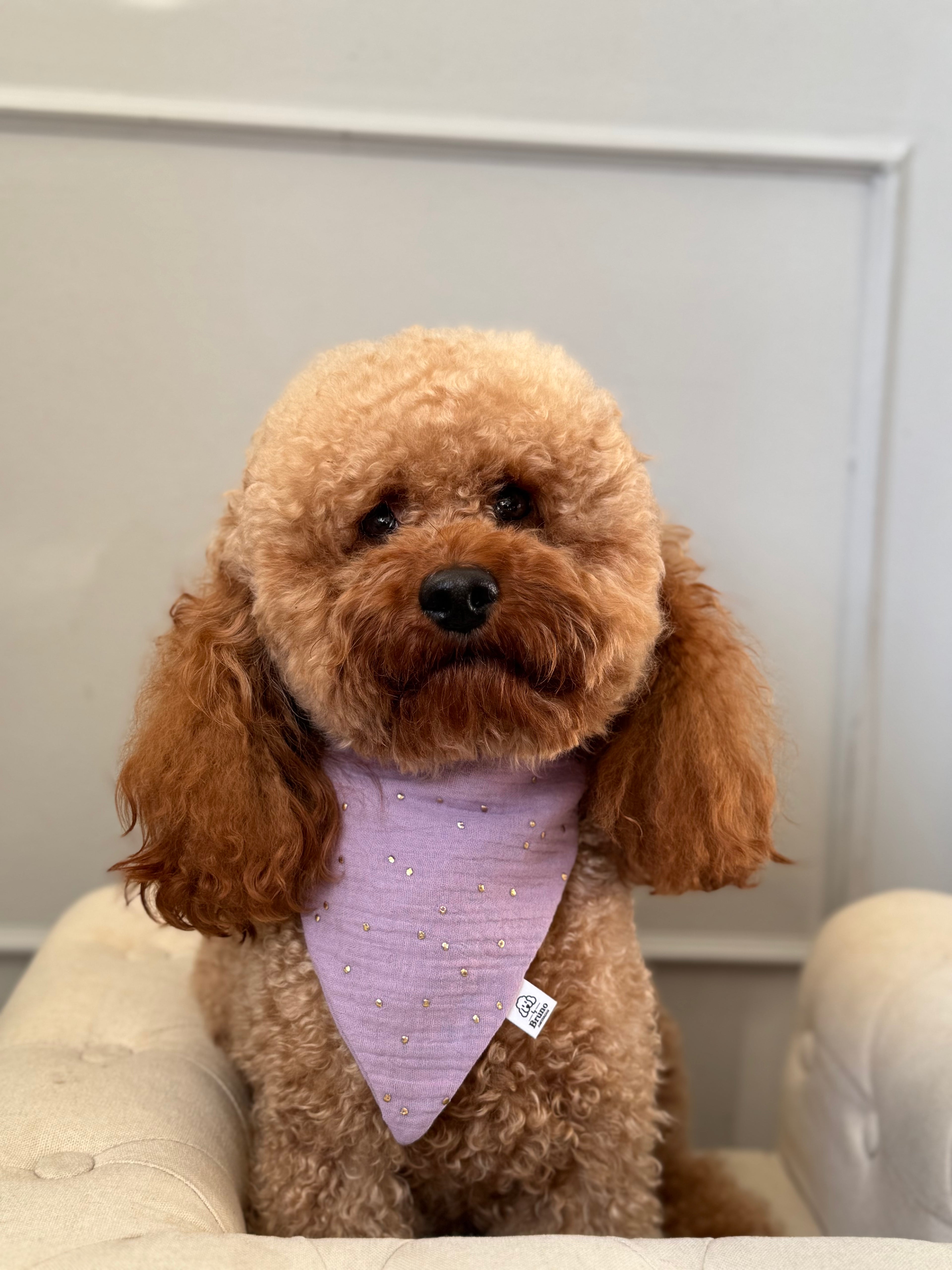 A brown poodle wearing a purple dog bandana with gold studs.
