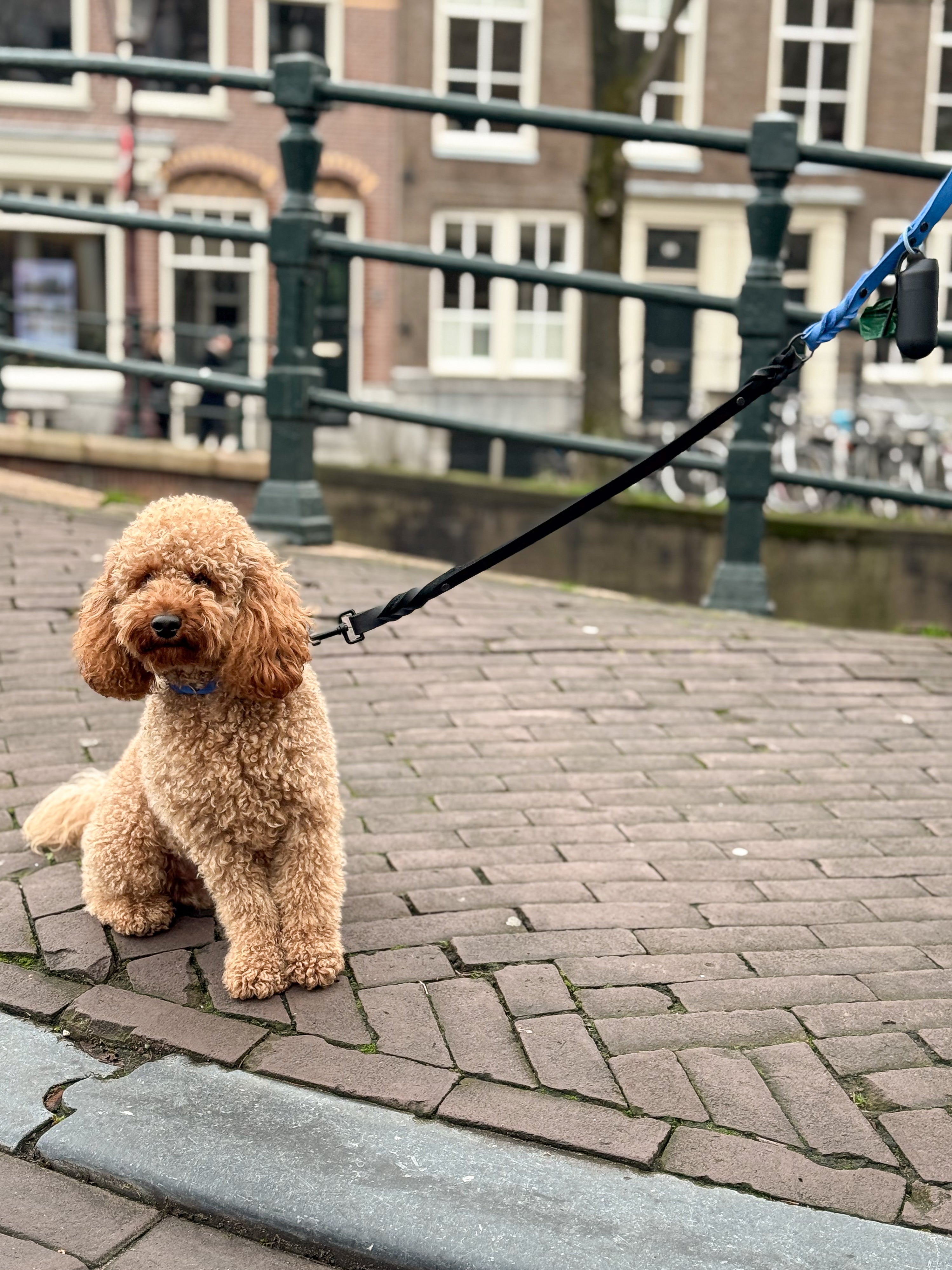 Greased Leather Leash Royal Blue