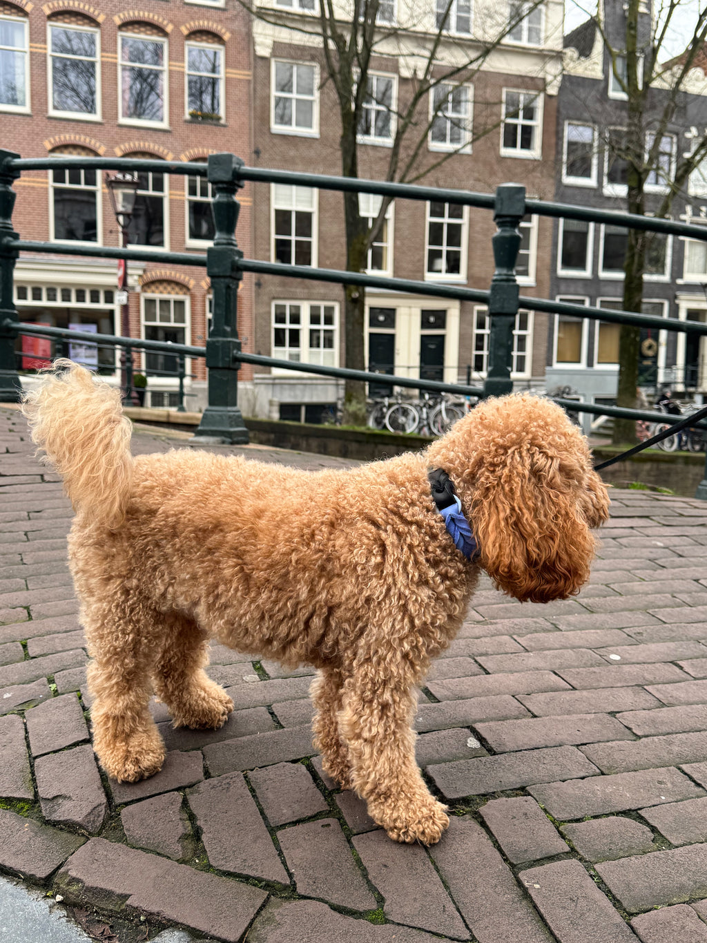 Greased Leather Royal Blue Dog Collar