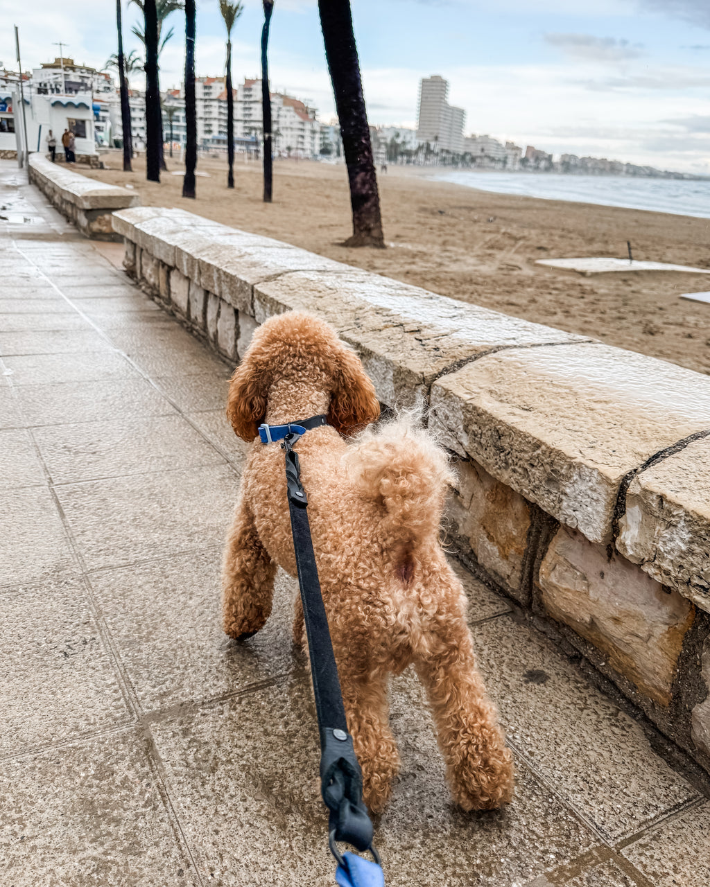 Greased Leather Leash Royal Blue