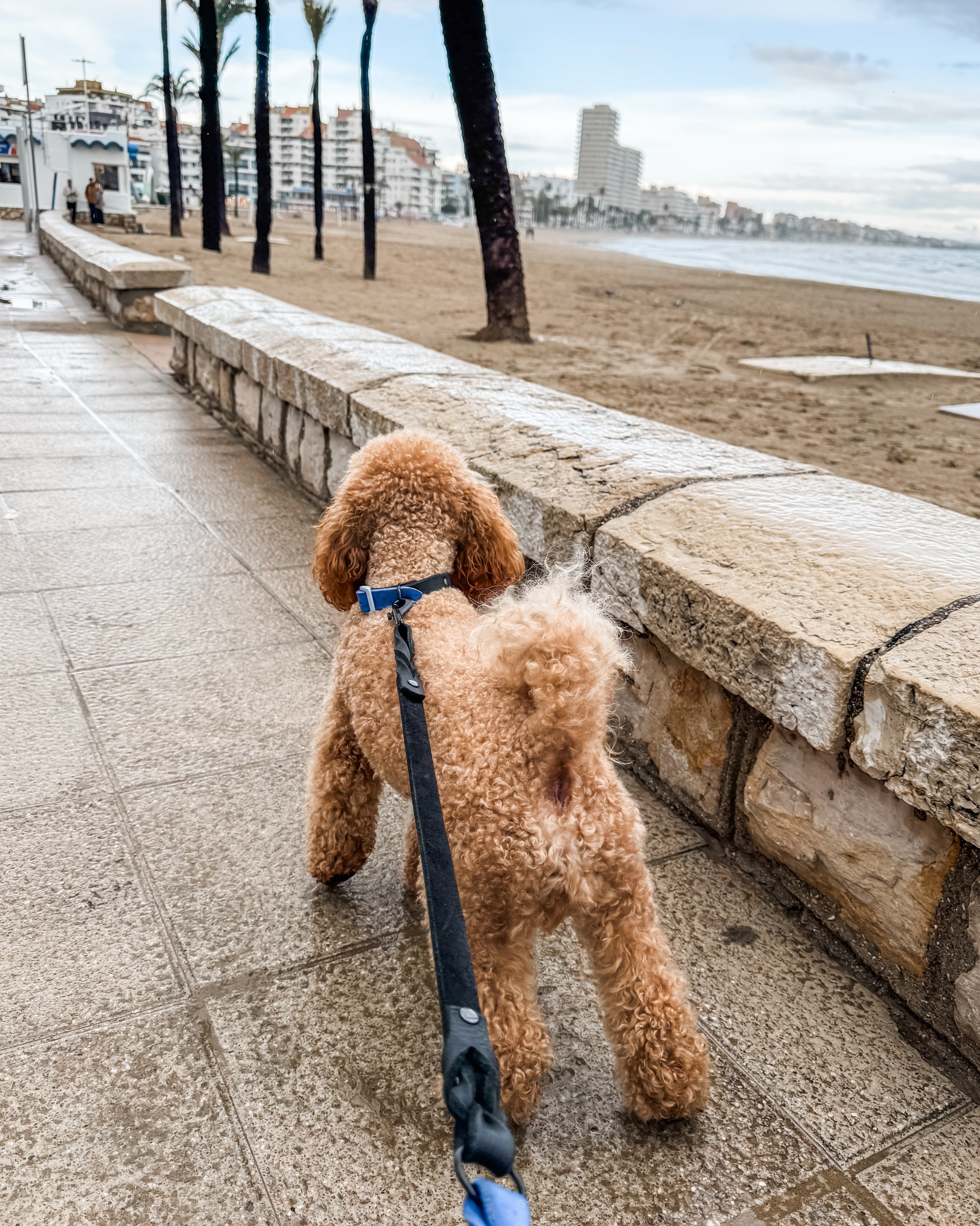 Greased Leather Leash Royal Blue