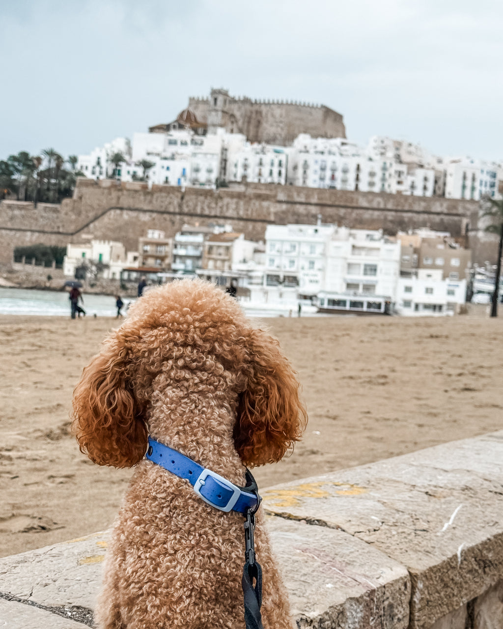 Greased Leather Royal Blue Dog Collar