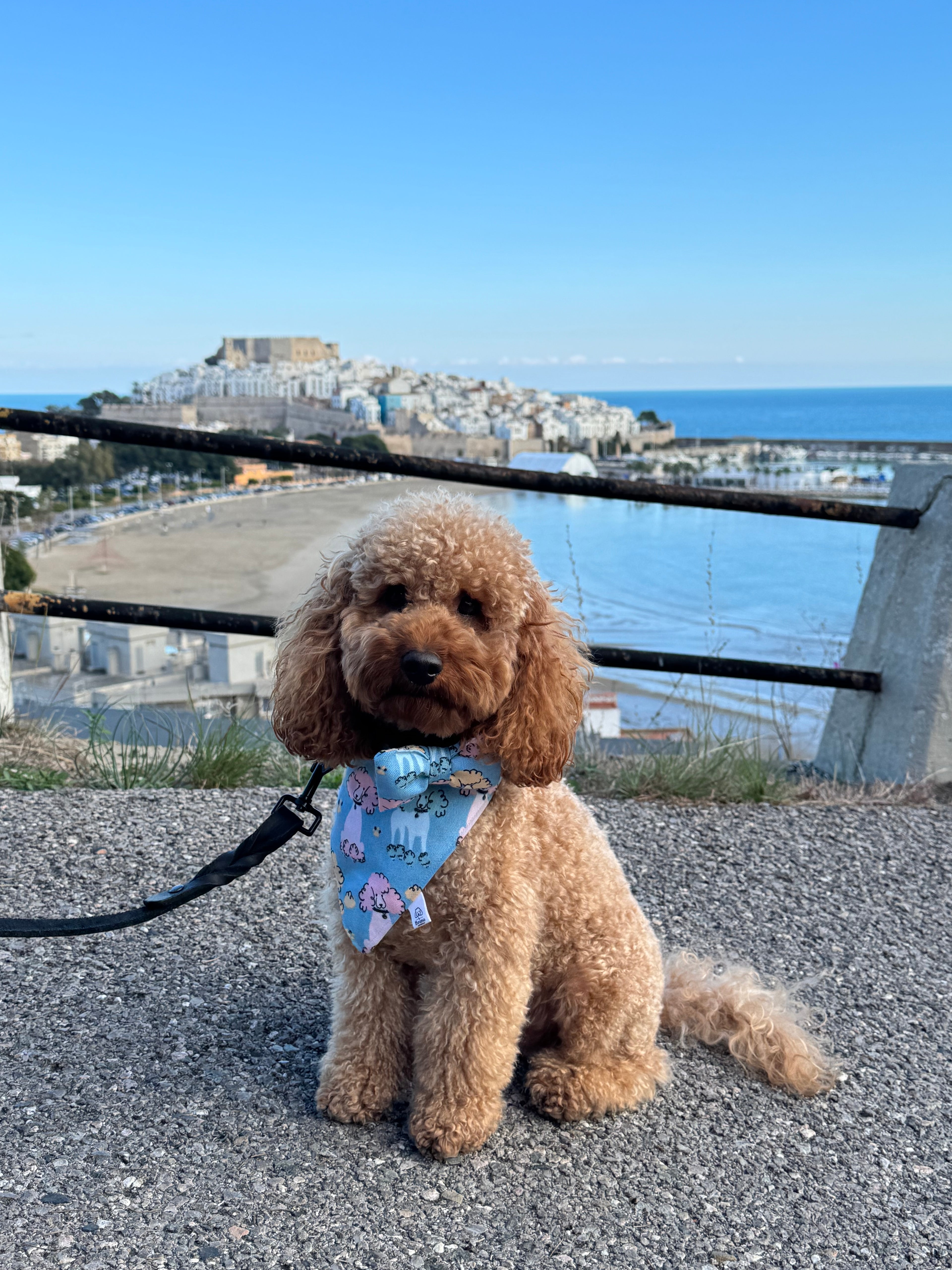 Poodles Bandana