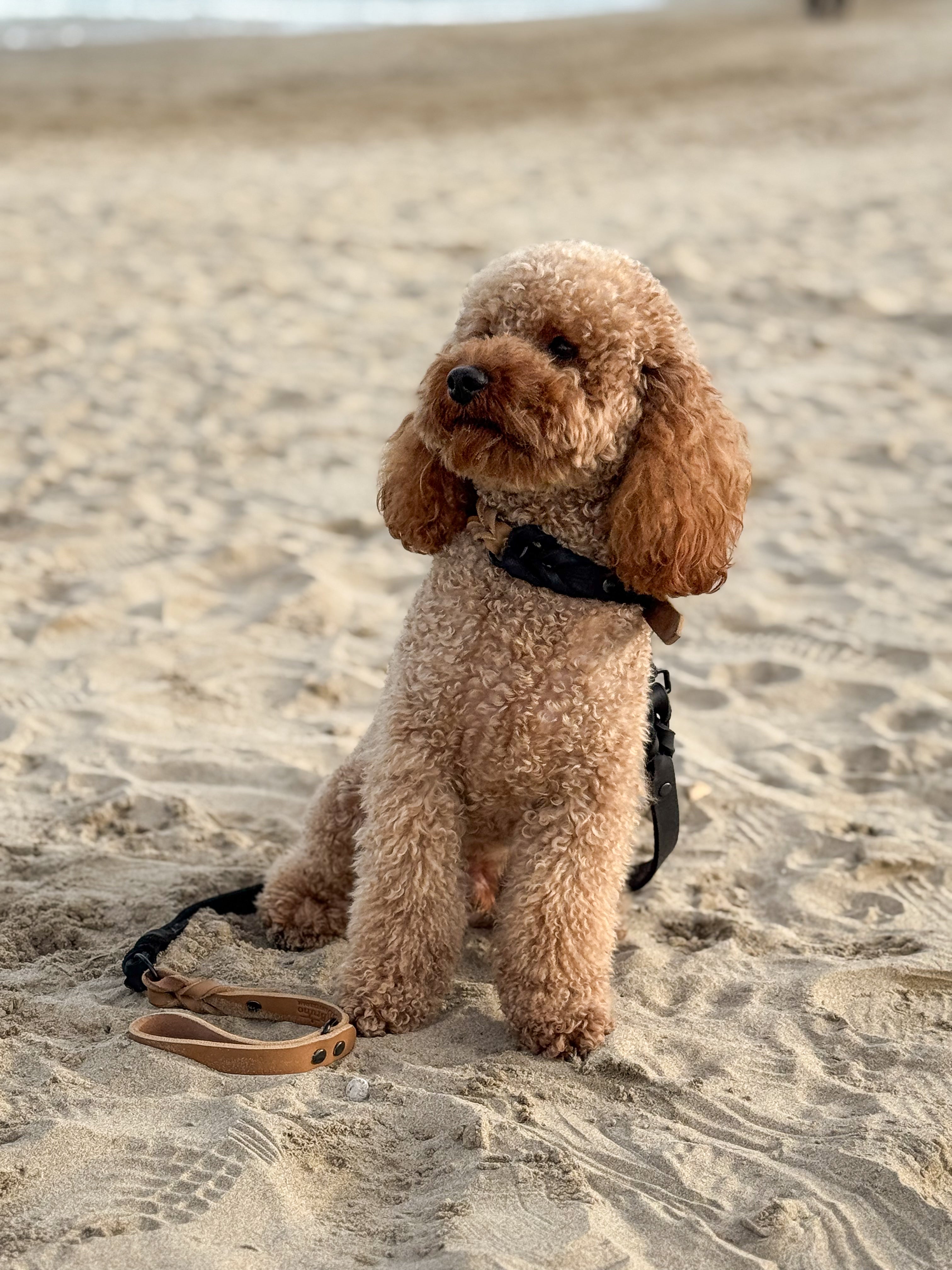 Greased Leather Leash Camel