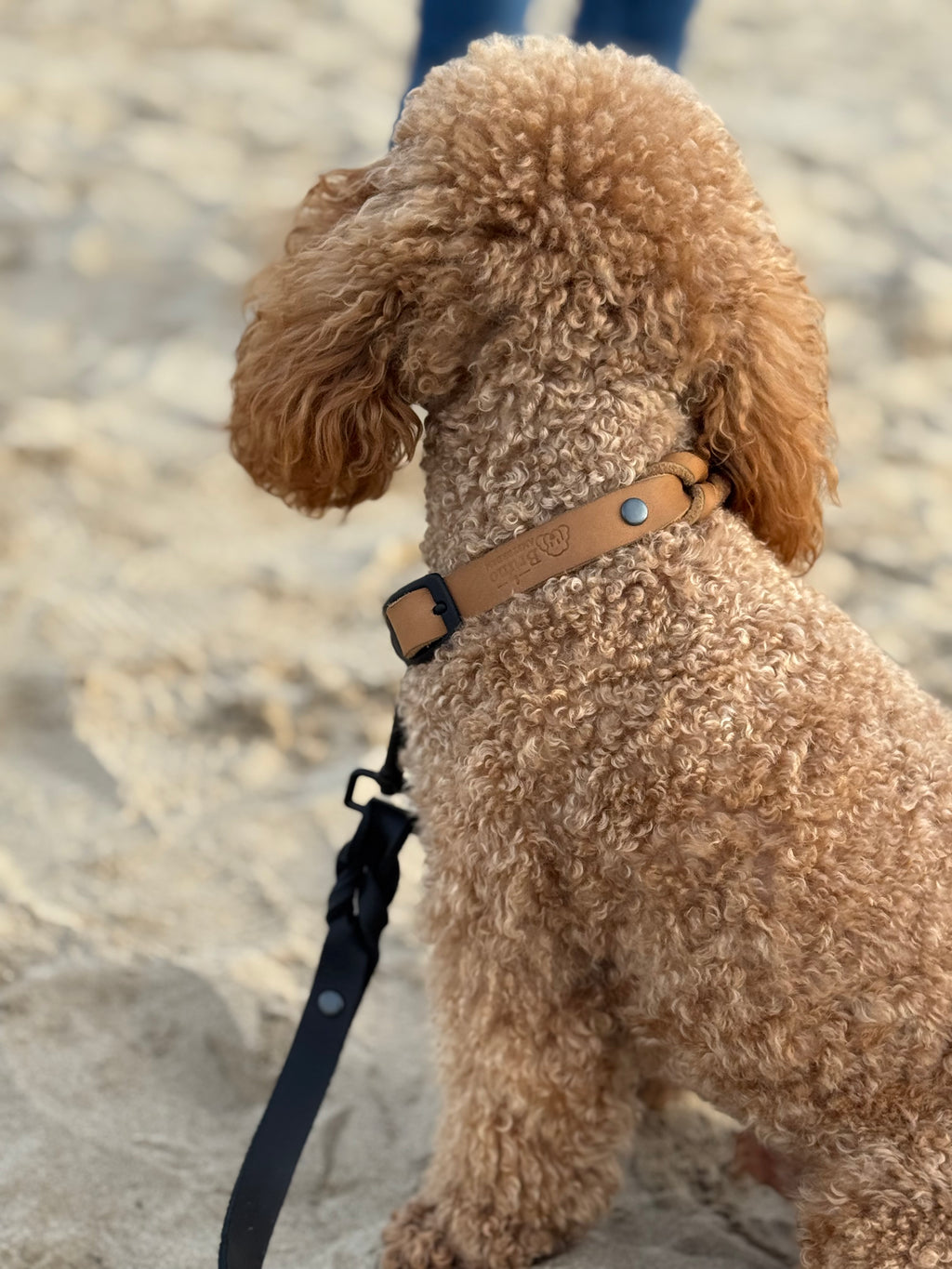 Greased Leather Camel Dog Collar