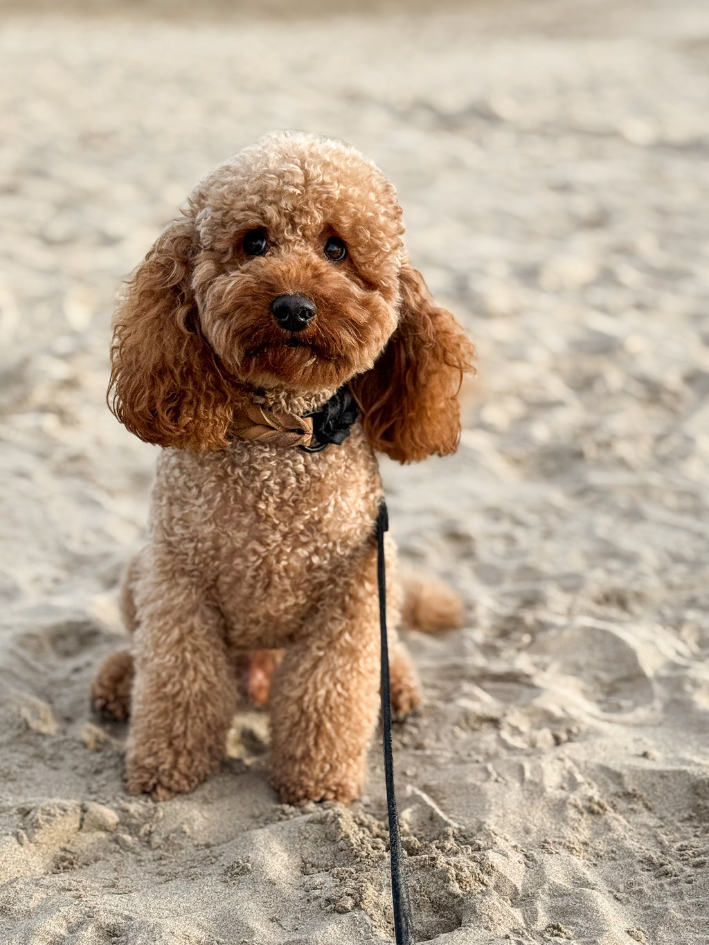 Greased Leather Camel Dog Collar