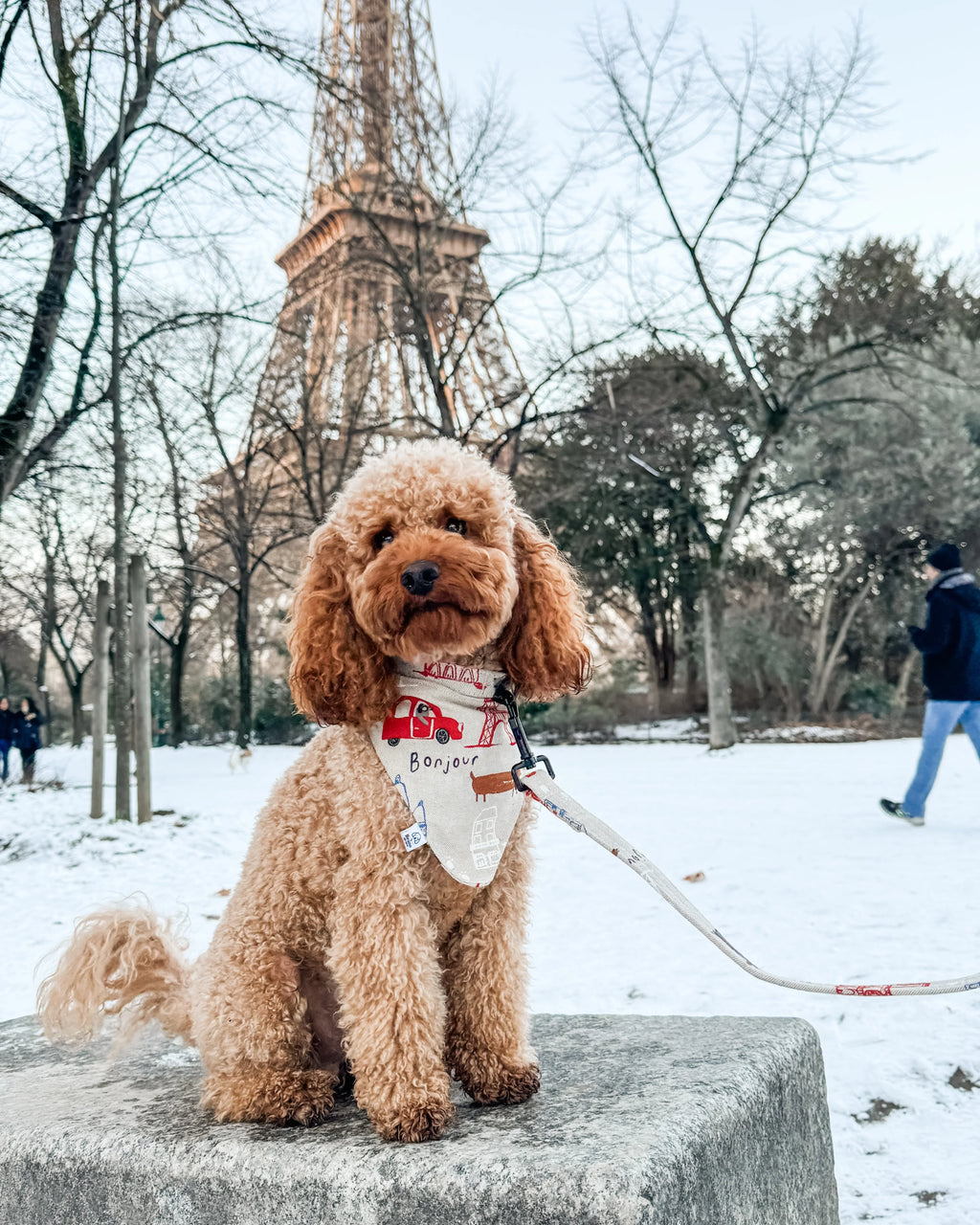 Curly dog wearing a handmade dog bandana and leash in front of Eiffel Tower, winter setting