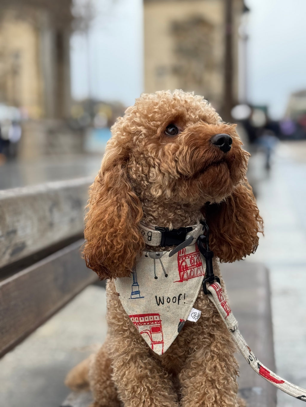 Brown poodle wearing a bandana with Paris motifs, standing on a street.