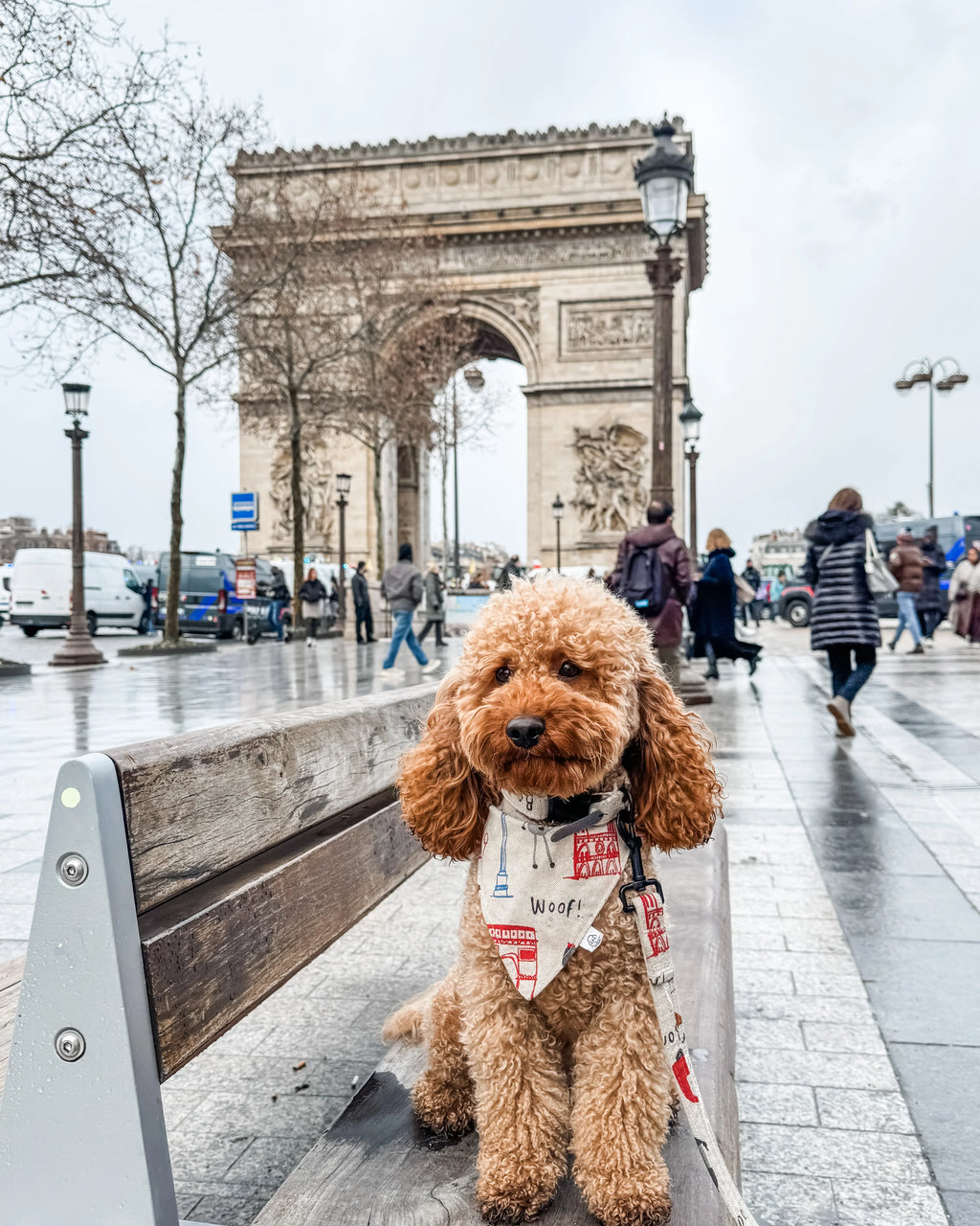 Curly brown dog wearing a handmade bandana on a bench near the Arc de Triomphe in Paris