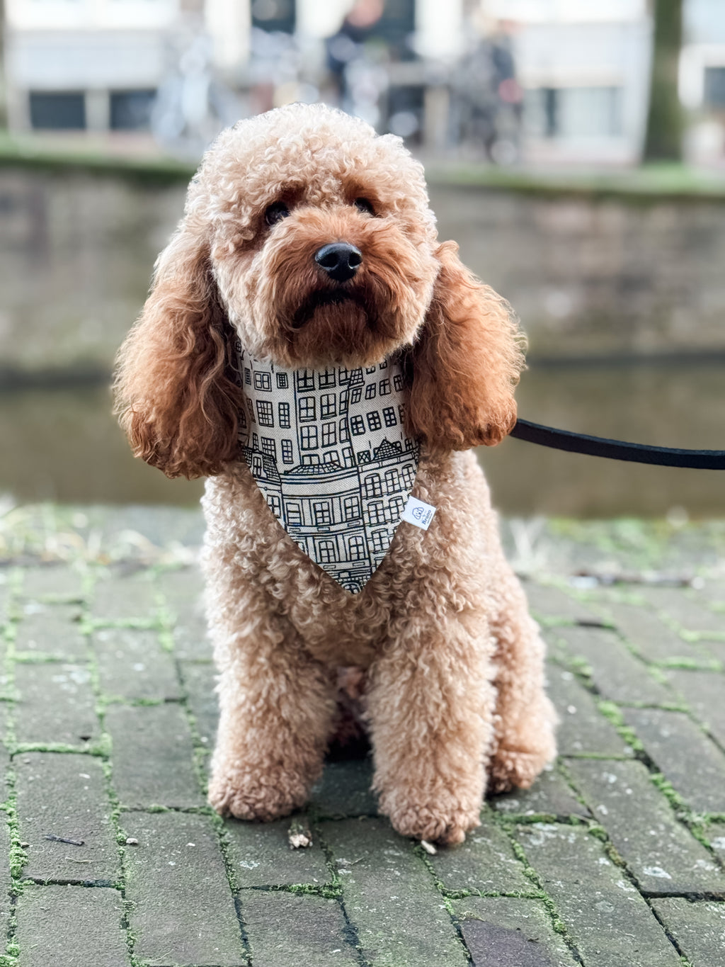 A poodle wearing the Amsterdam Canal Houses bandana in Amsterdam.
