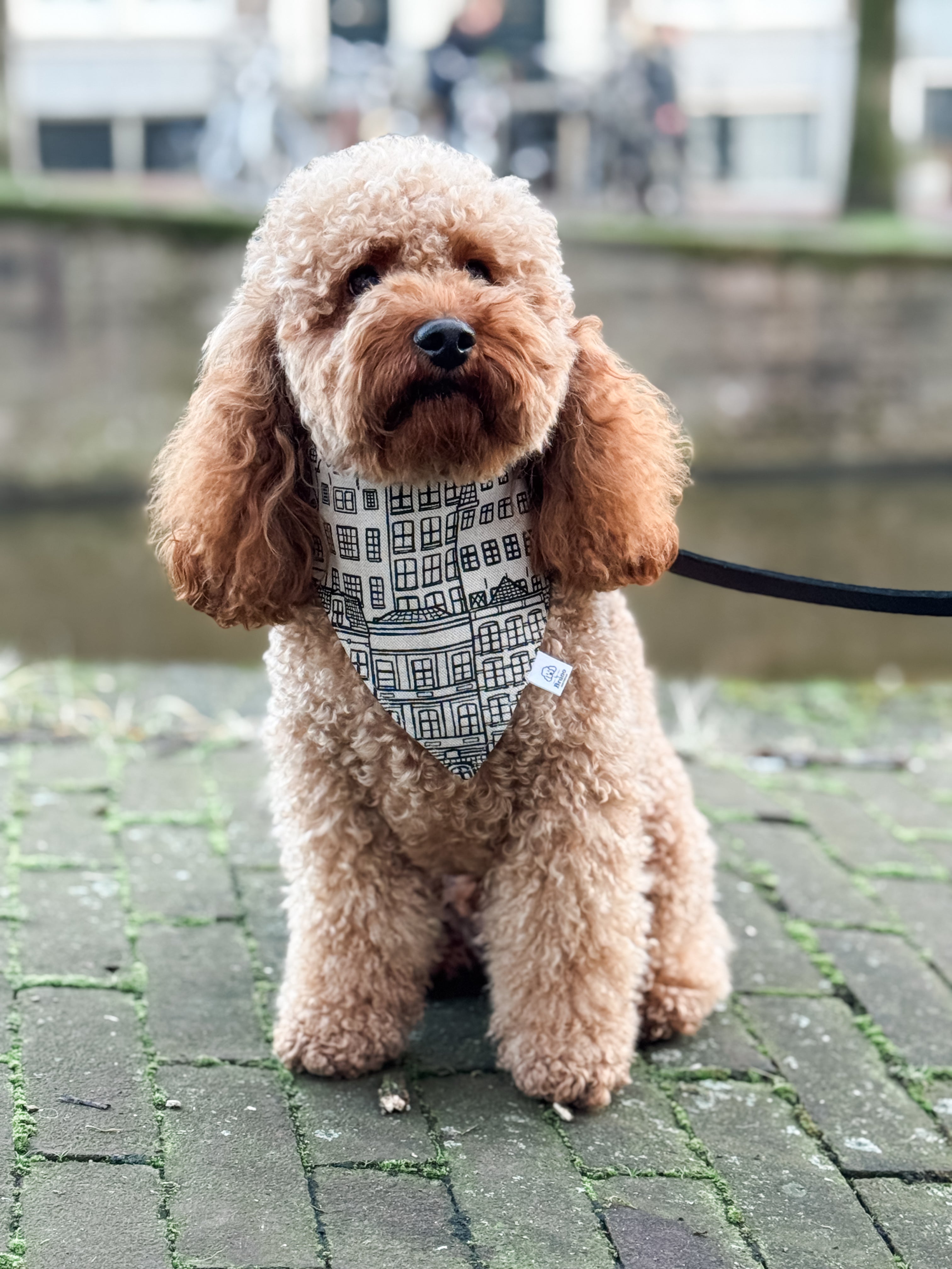 A poodle wearing the Amsterdam Canal Houses bandana in Amsterdam.