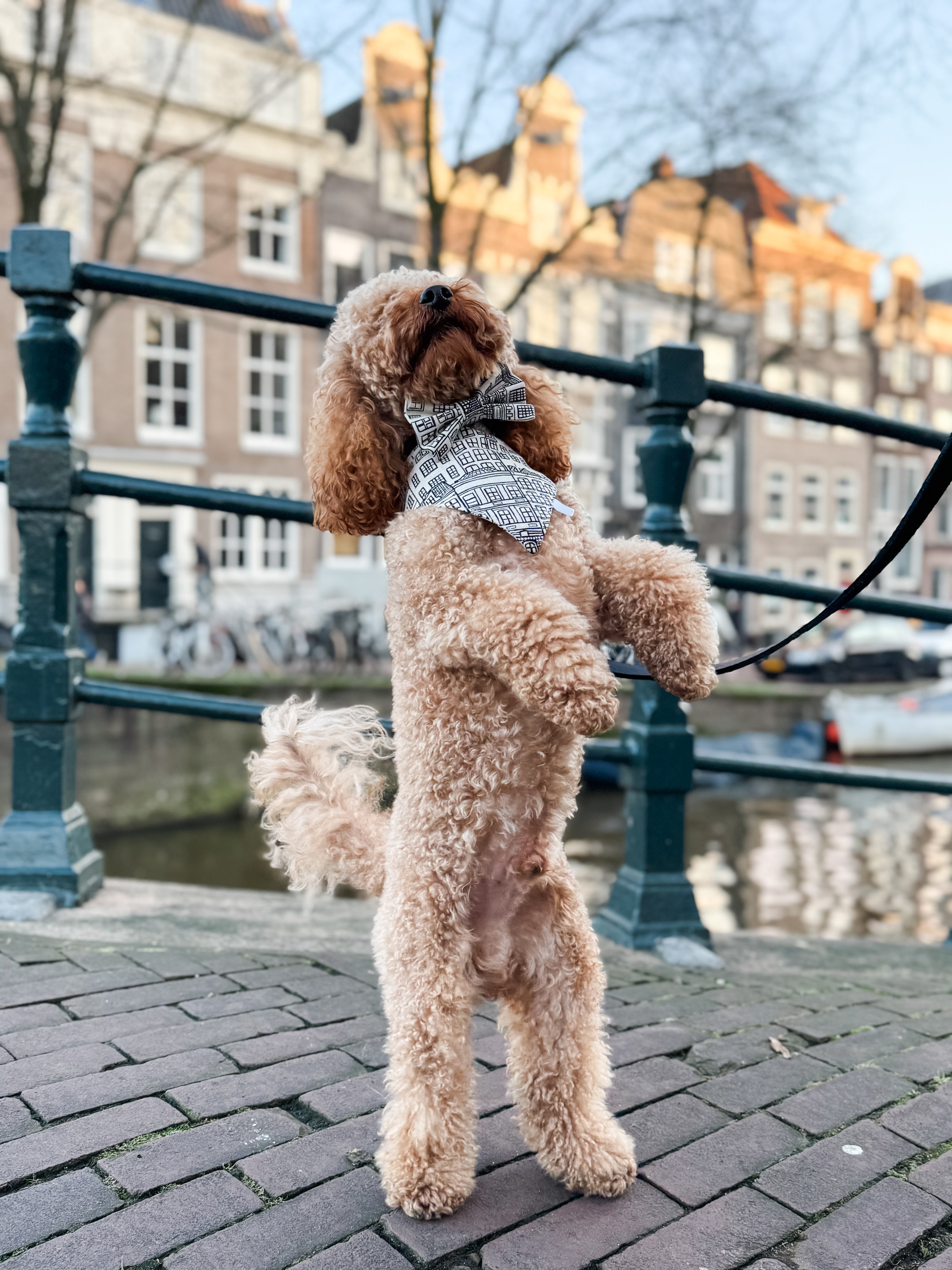 A poodle wearing the Amsterdam Canal Houses bandana in Amsterdam.
