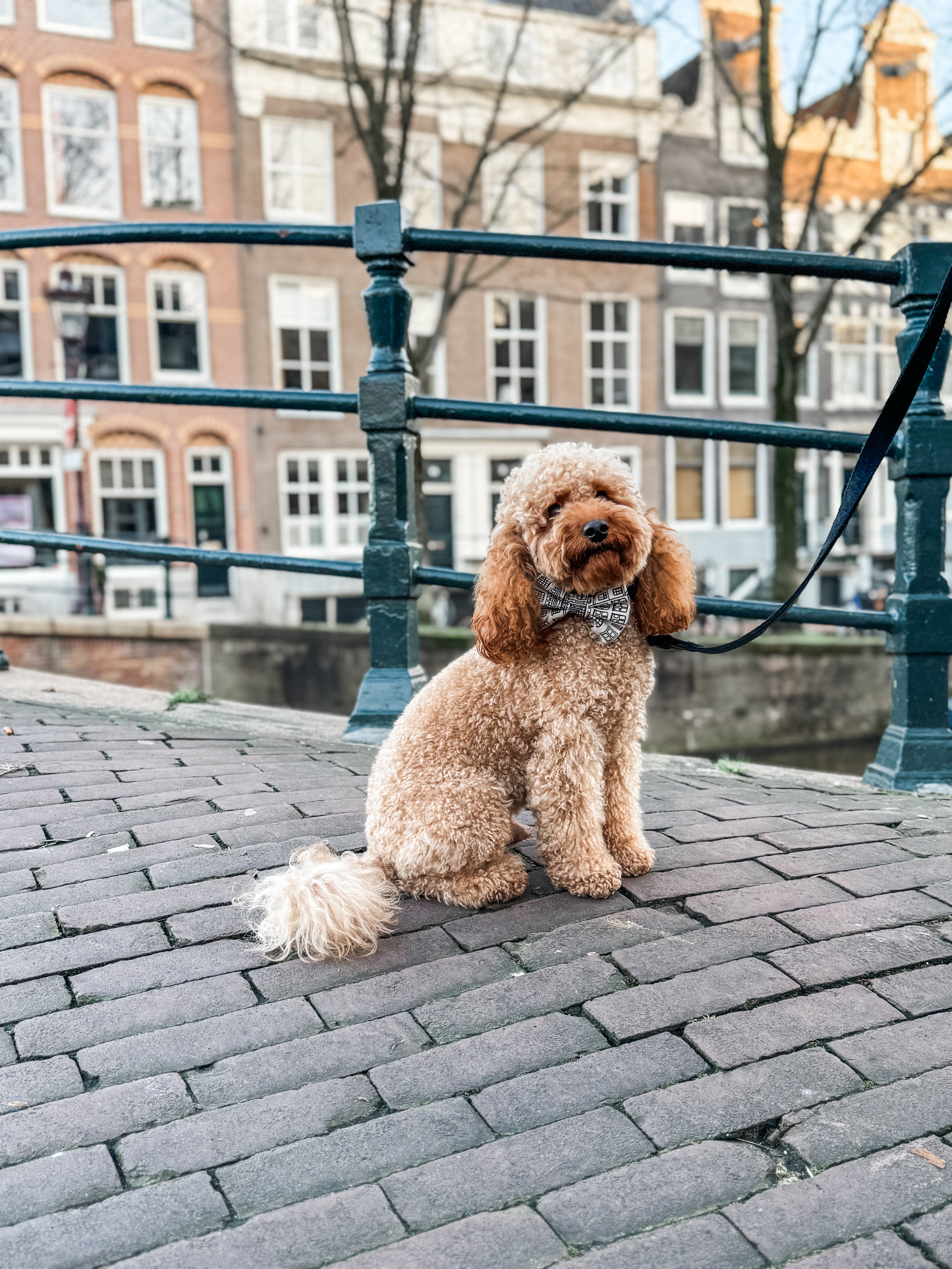 A poodle wearing the Amsterdam Canal Houses Bow in Amsterdam.