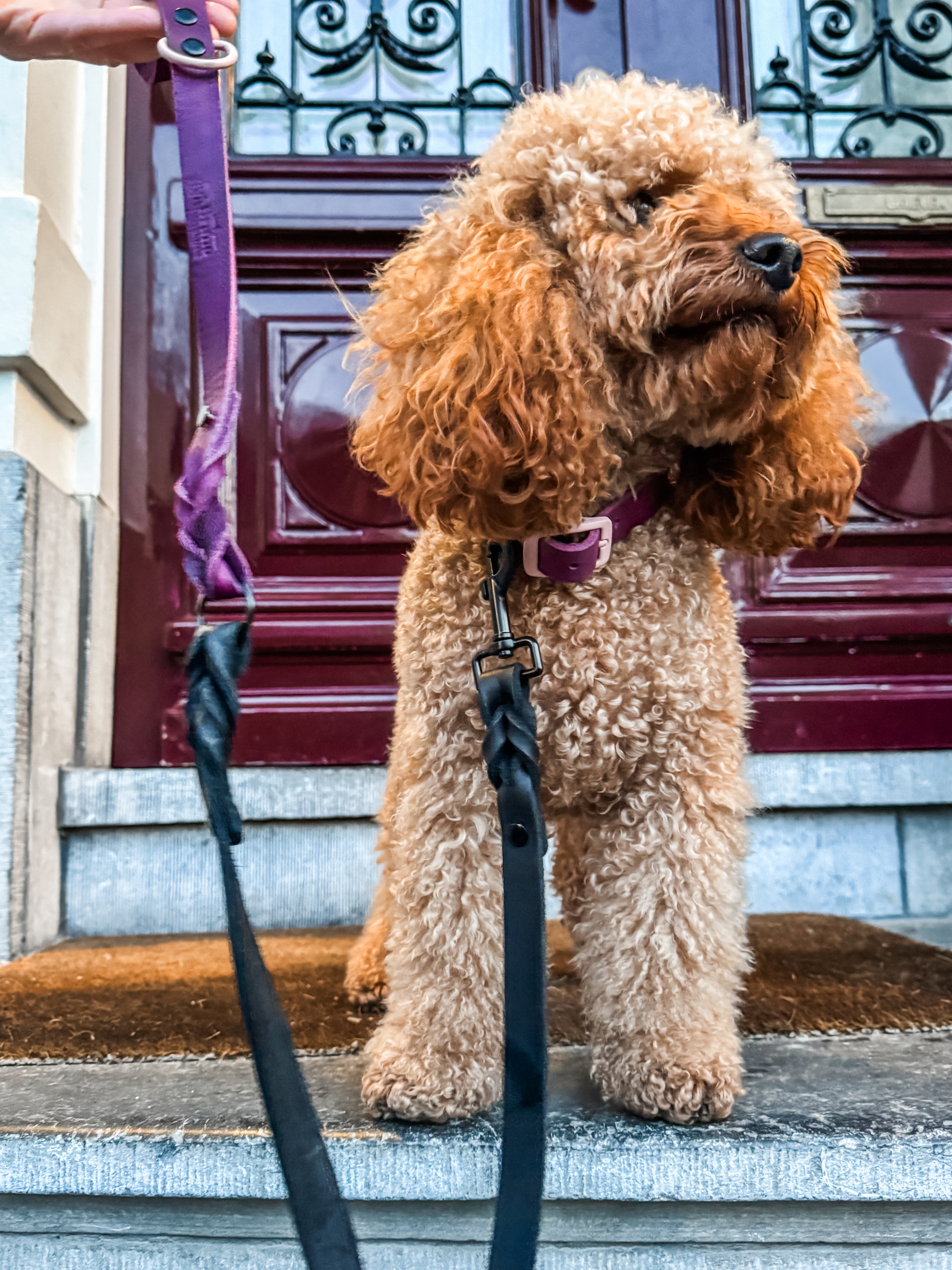 Greased Leather Leash Berry
