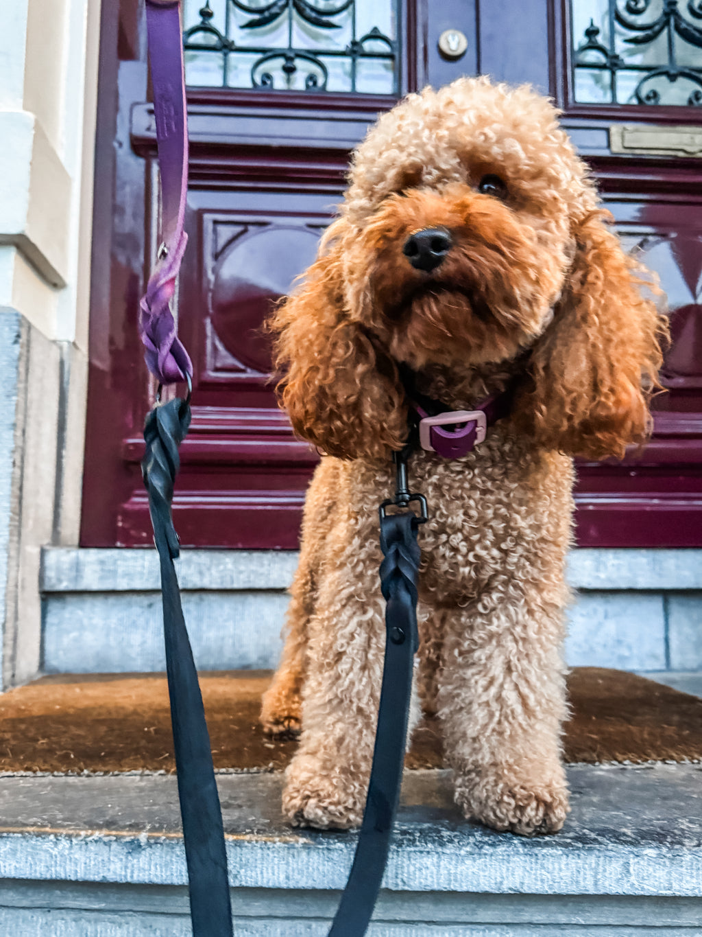 Greased Leather Dog Collar Berry