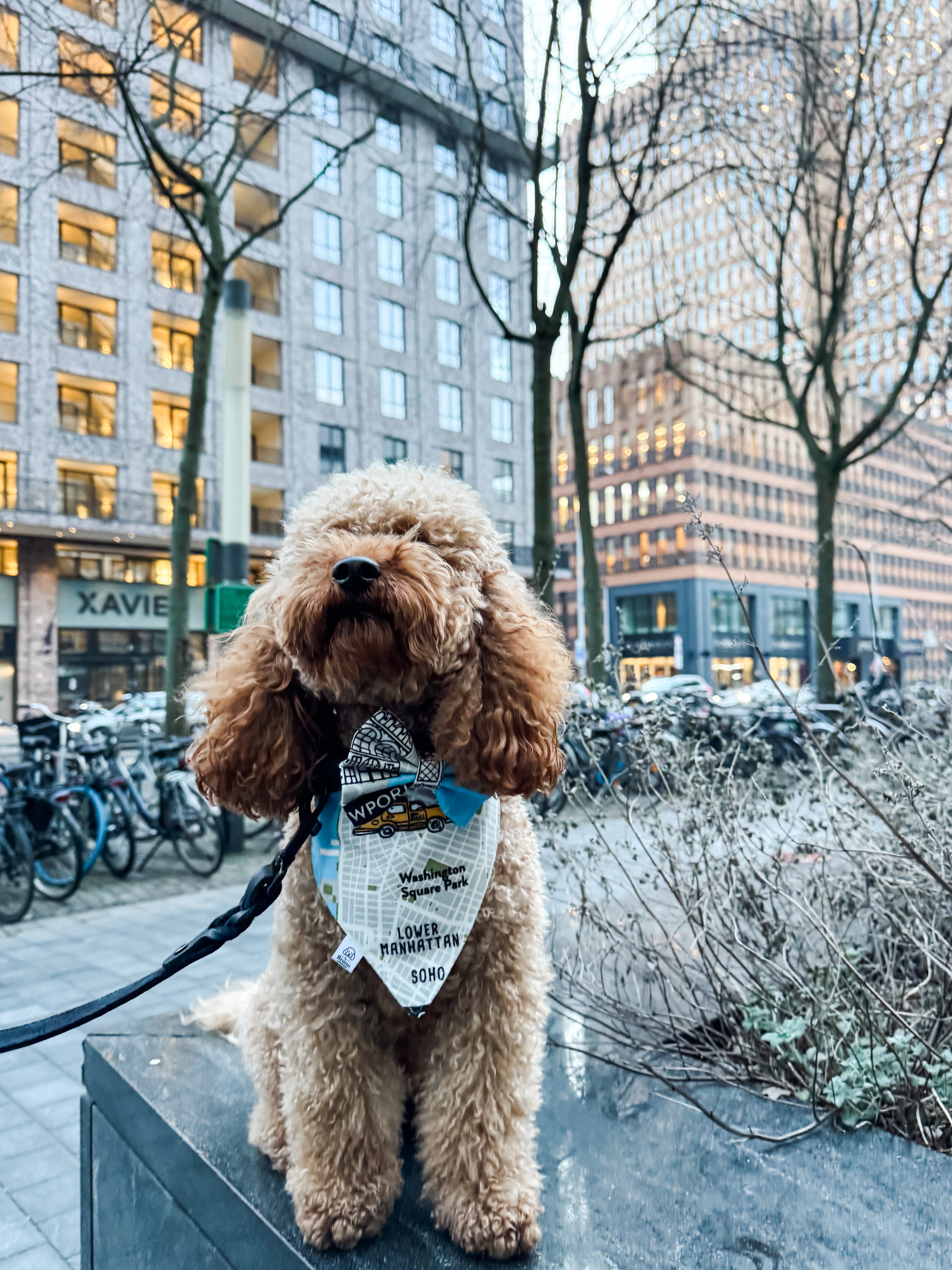 New York City Bandana