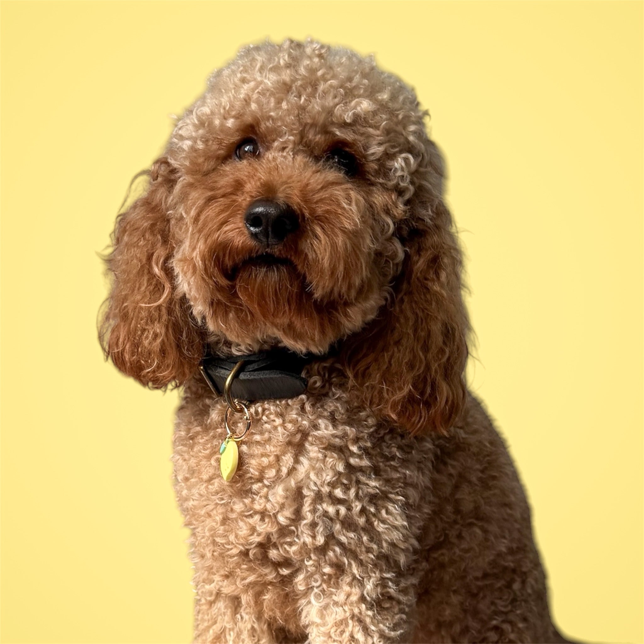 Brown poodle  wearing a black collar with a yellow lemon dog tag on a yellow background.