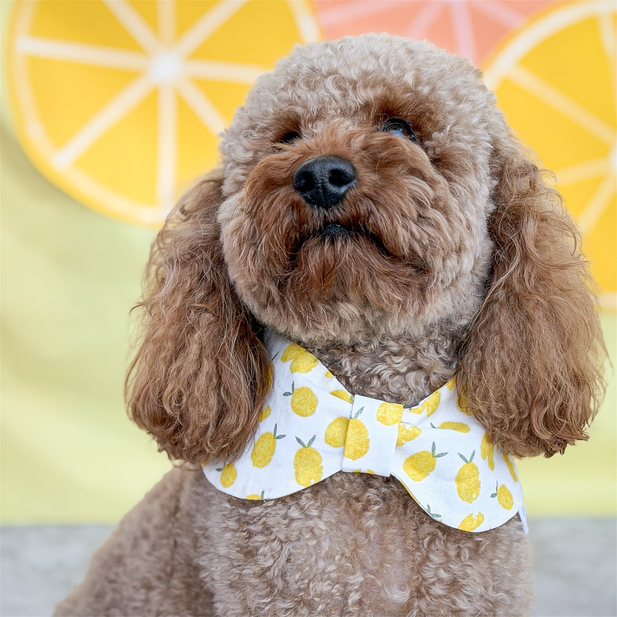 Poodle wearing the Limoncello handmade dog bowdana with lemons in the background