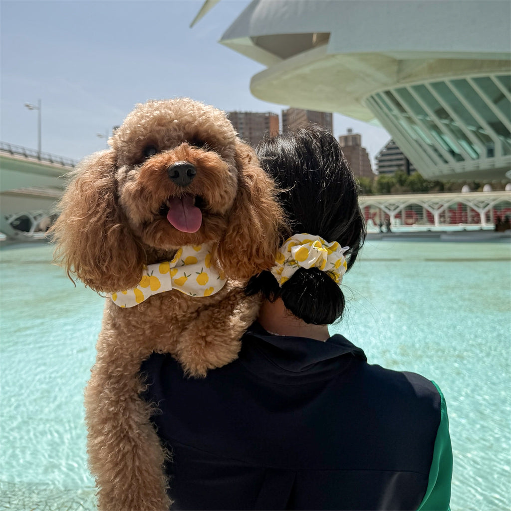 Poodle with a Limoncello bowdana and a woman with the Tropical Breeze scrunchie in Valencia.
