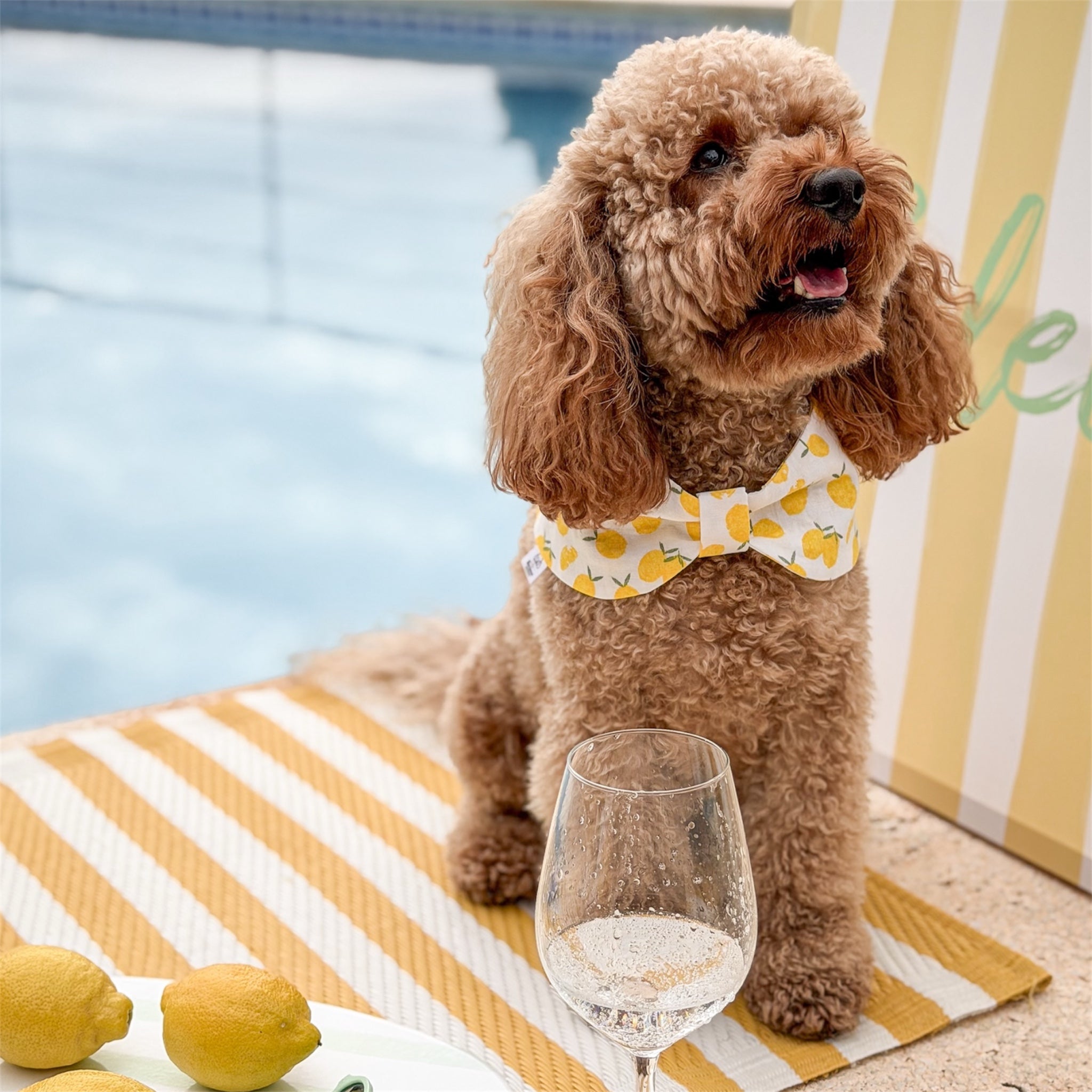 Poodle wearing the Limoncello dog bow bandana by the pool with lemons and a glass of water.