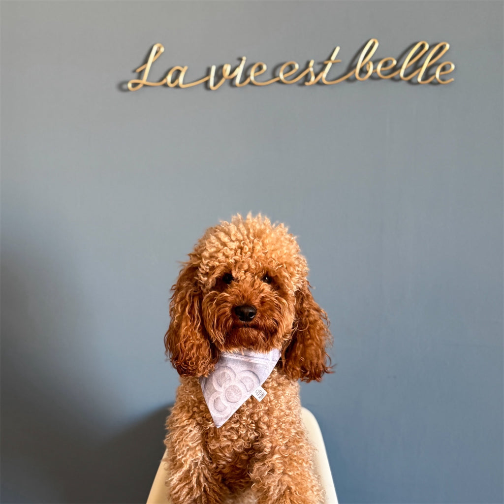 Dog wearing Barcelona Dog Bandana