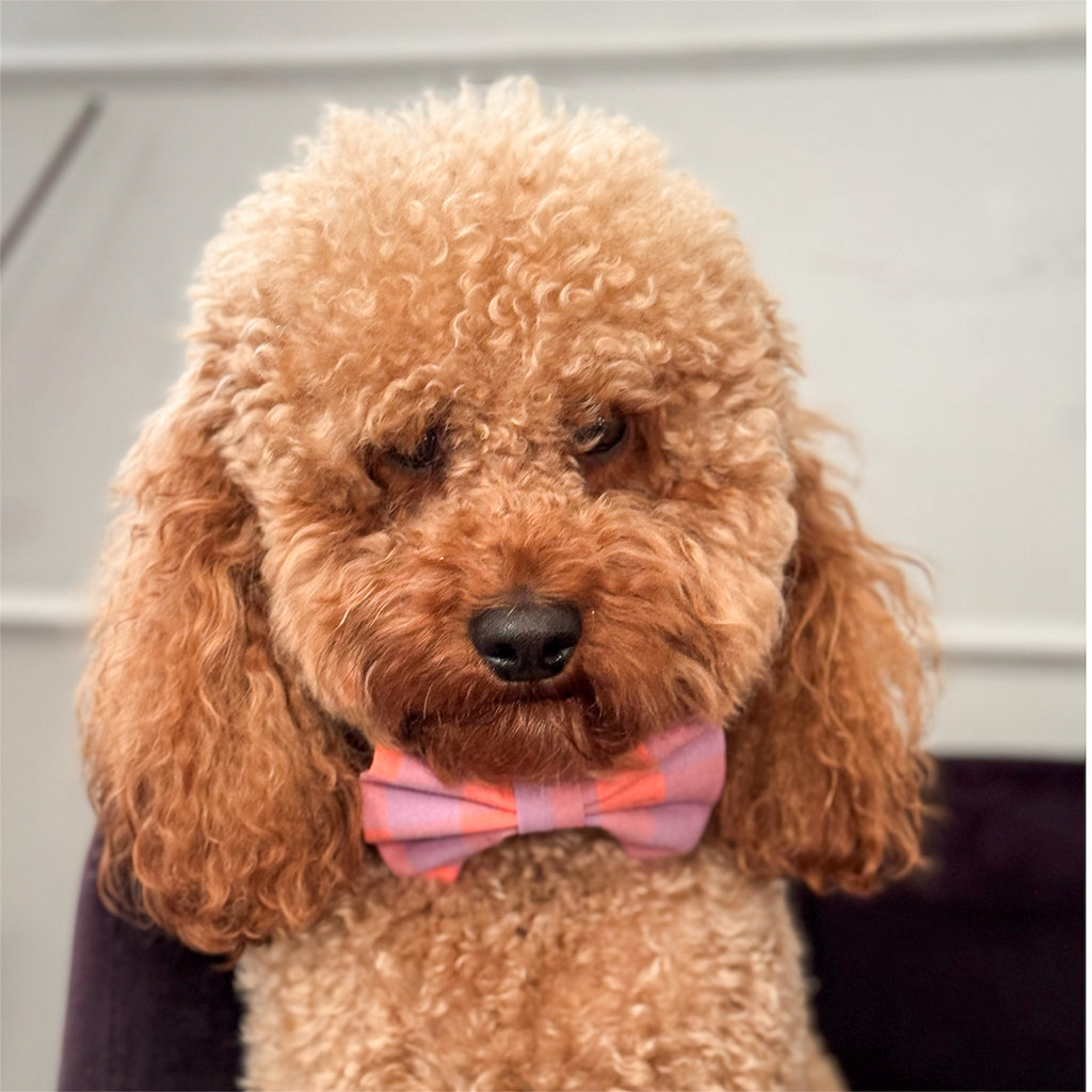 Brown curly-haired dog wearing a plaid bow tie against a neutral background