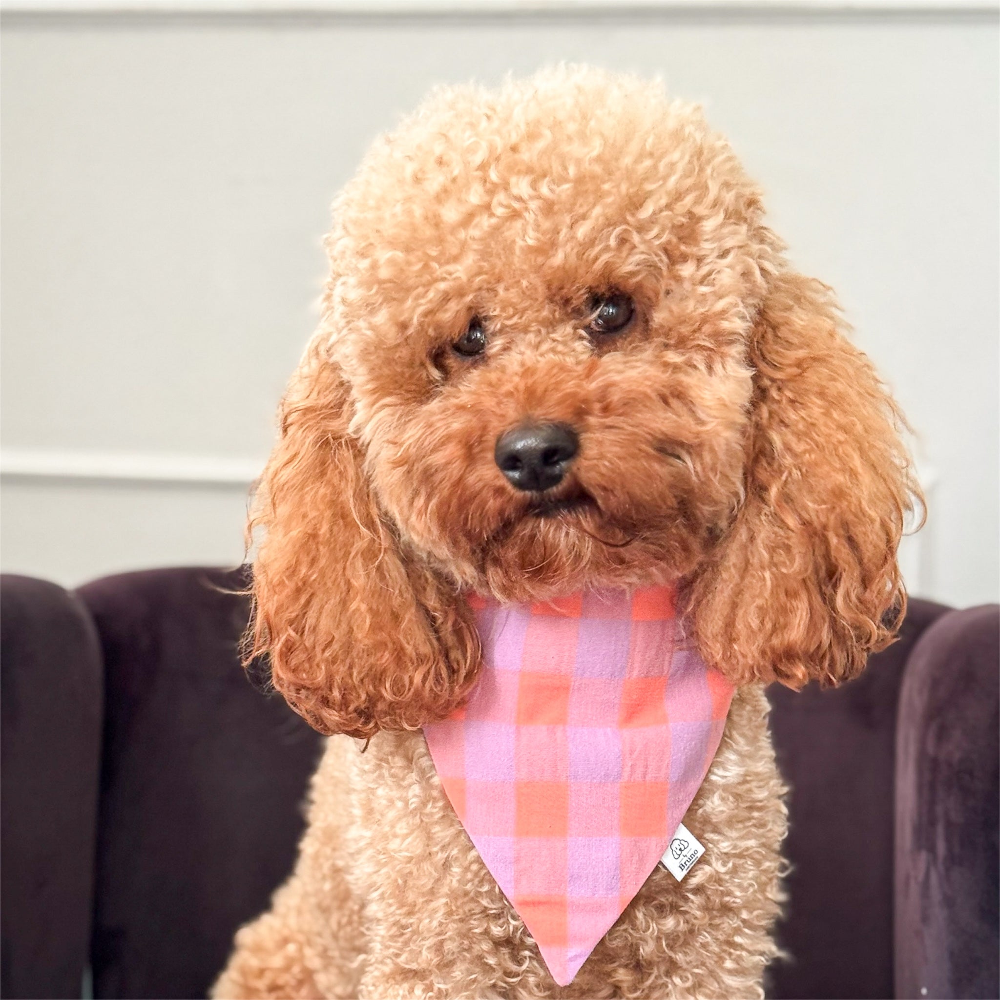 Brown dog wearing a checkered bandana sitting on a couch.

