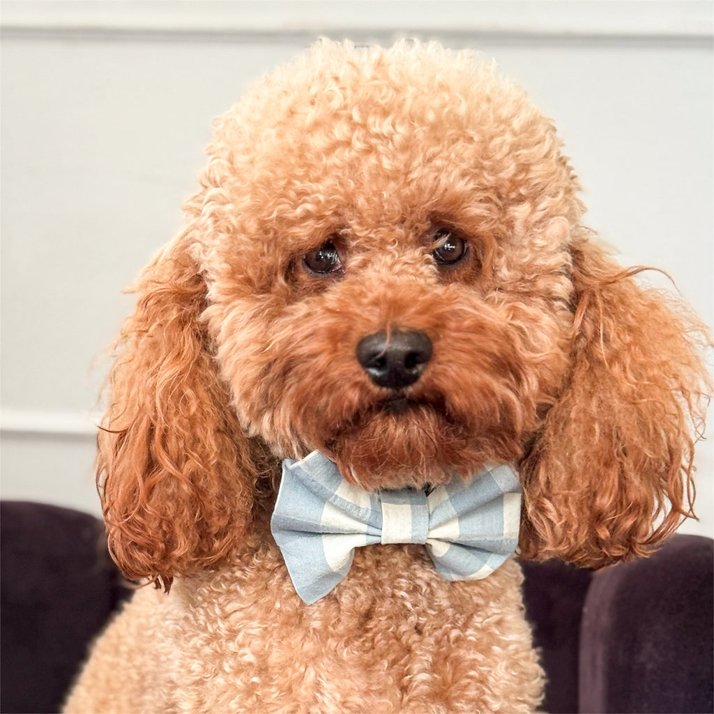 Brown poodle wearing a blue and beige bow tie against a neutral background
