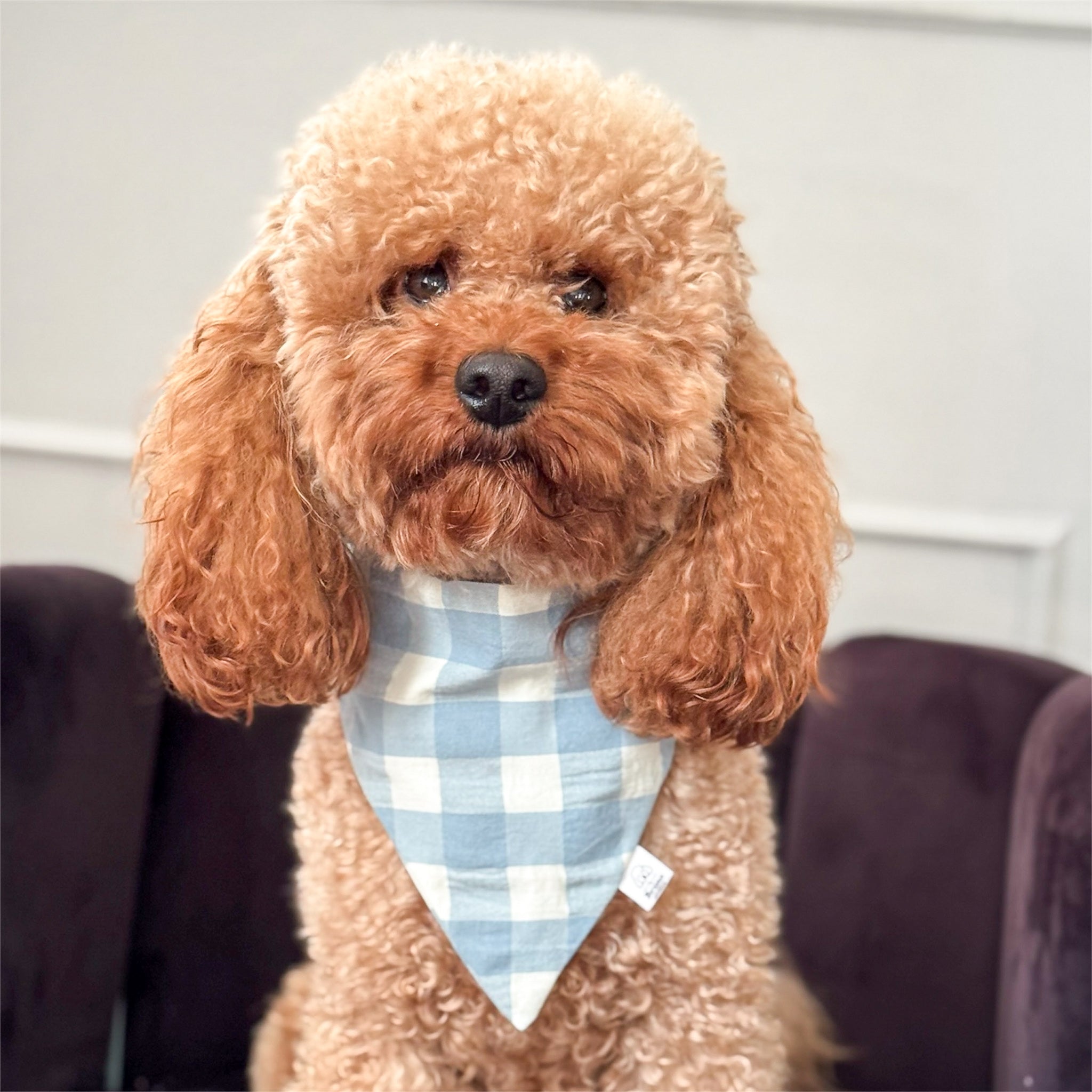 Brown dog wearing a blue checkered bandana sitting on a couch.